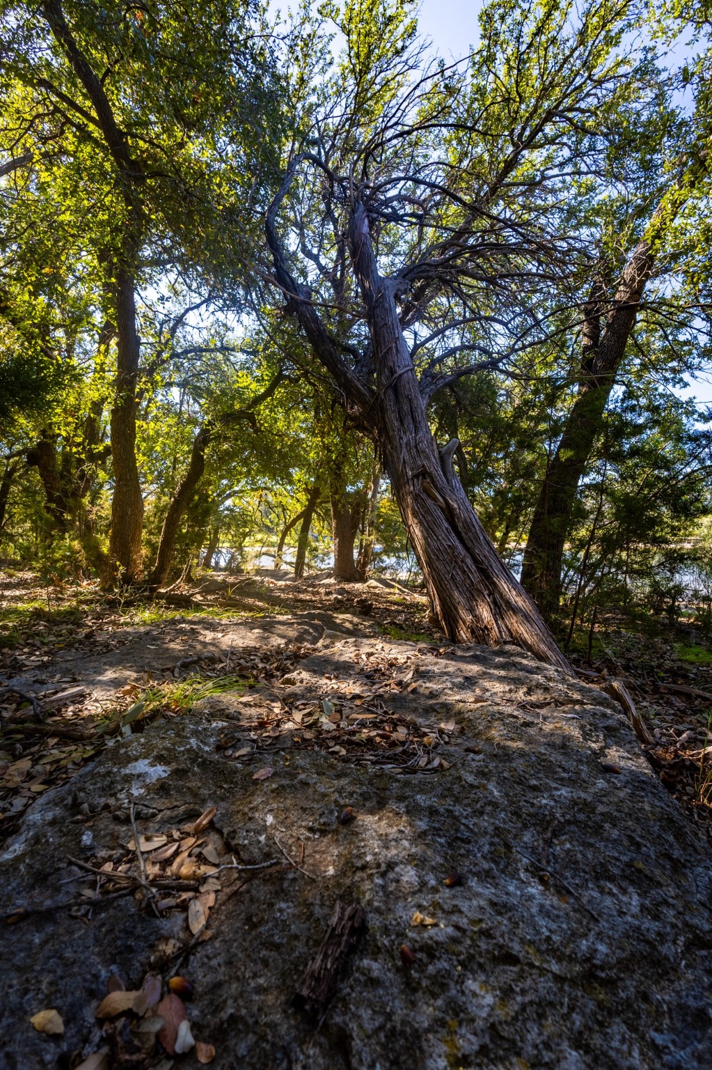 3500 Hog Bend Graford TX 76449