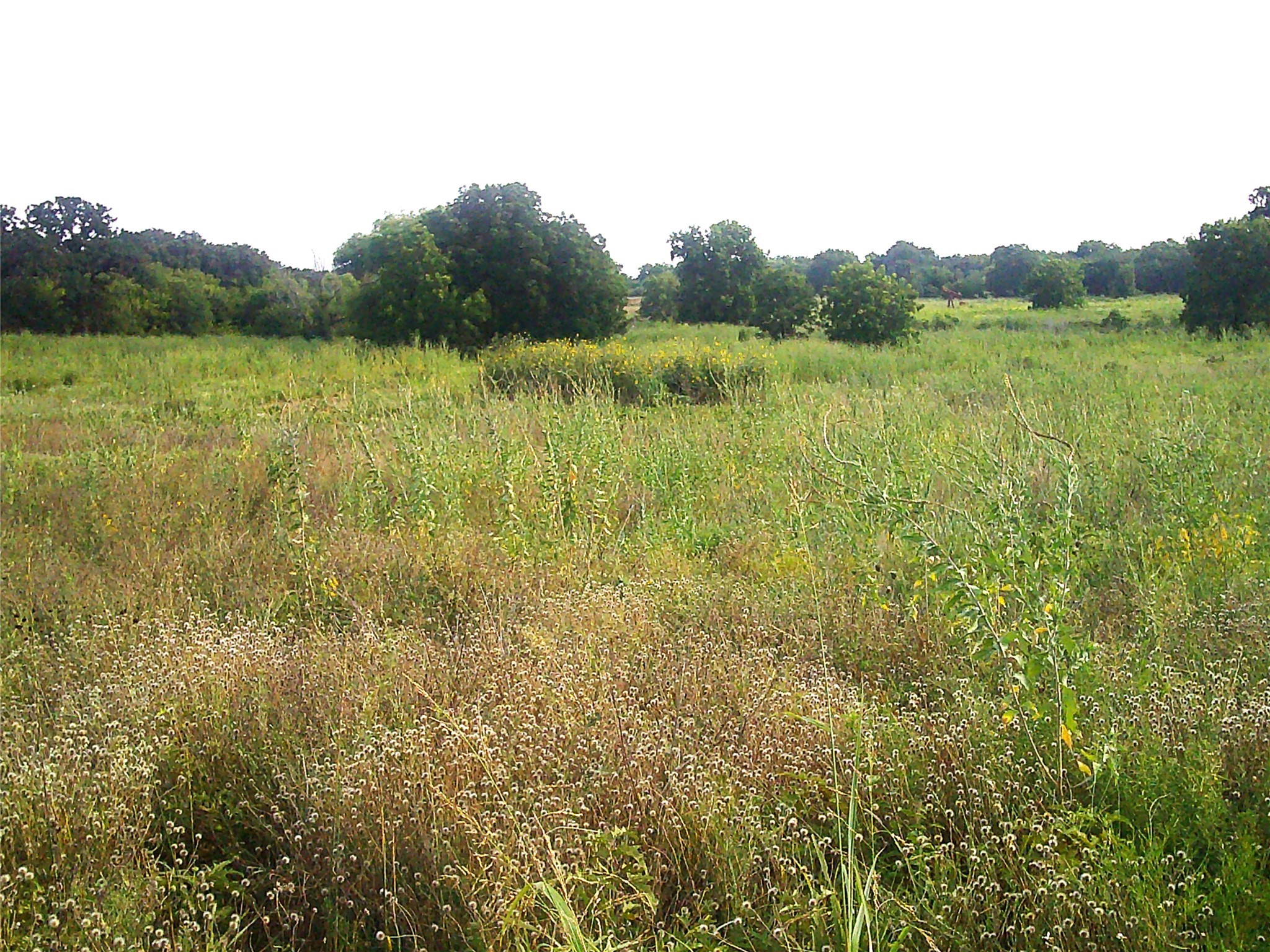 Trail 1 West Rc Bowie TX 76230