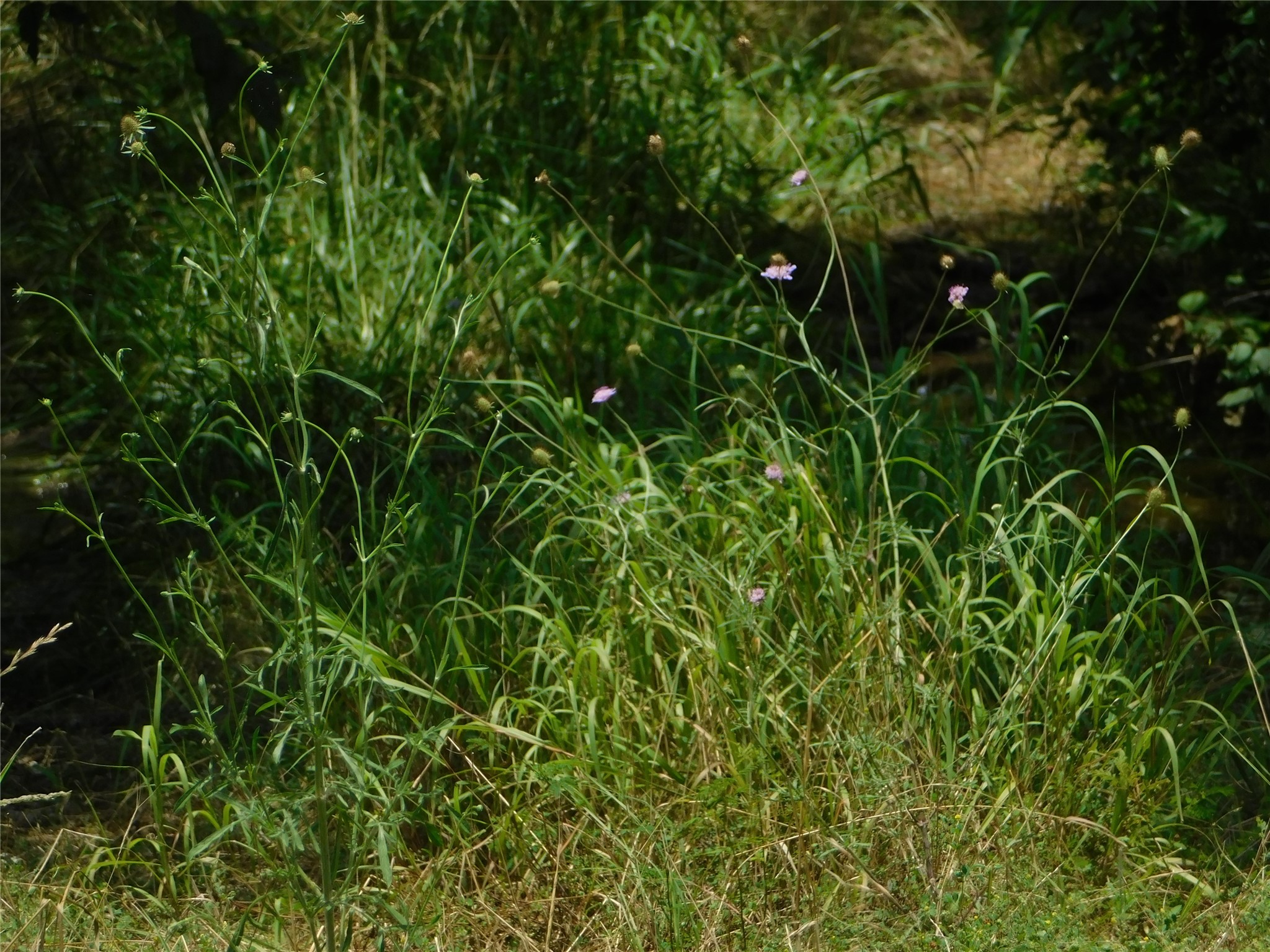 Tbd Fm-272 Celeste TX 75423