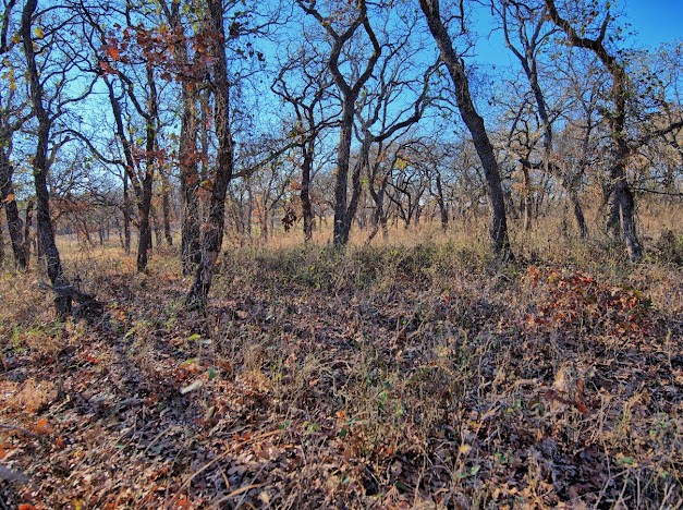 103 Diamond Oaks Drive Nocona TX 76255