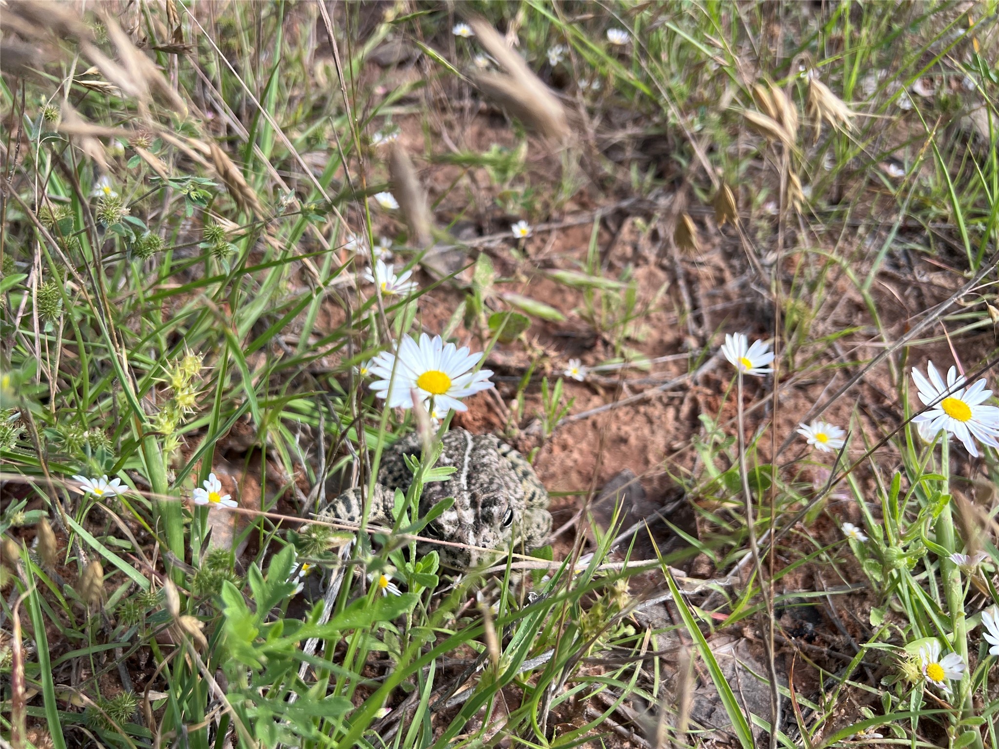 Tbd Lot 2 Live Oak Trail Clyde TX 79510
