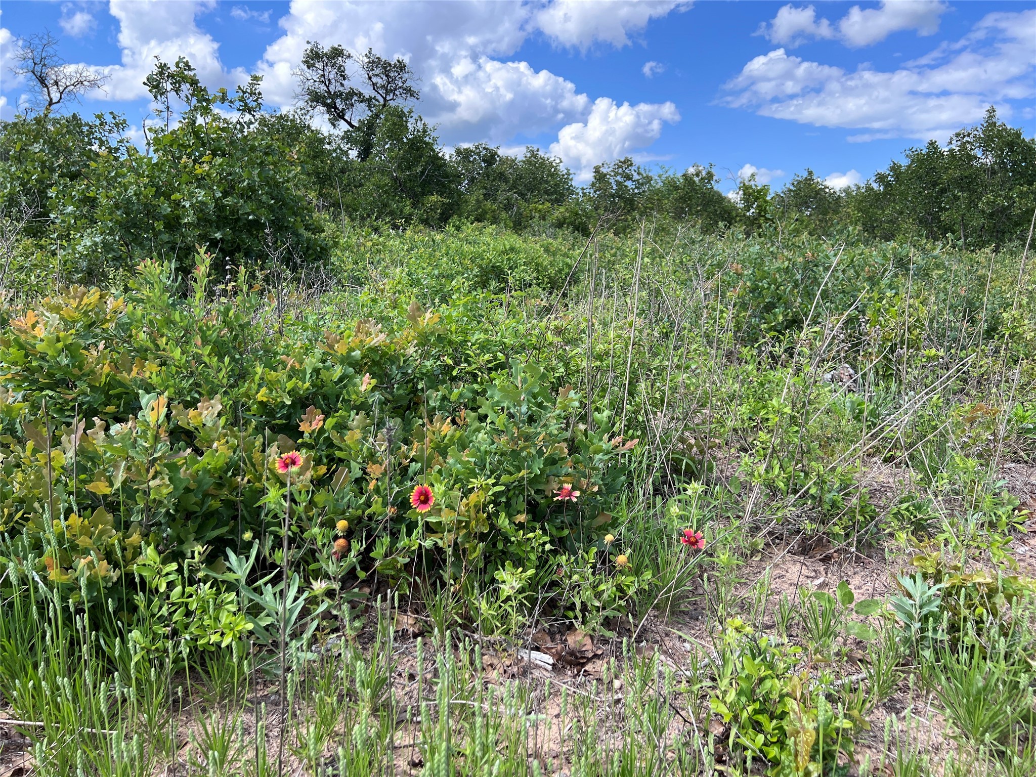 Tbd Lot 2 Live Oak Trail Clyde TX 79510