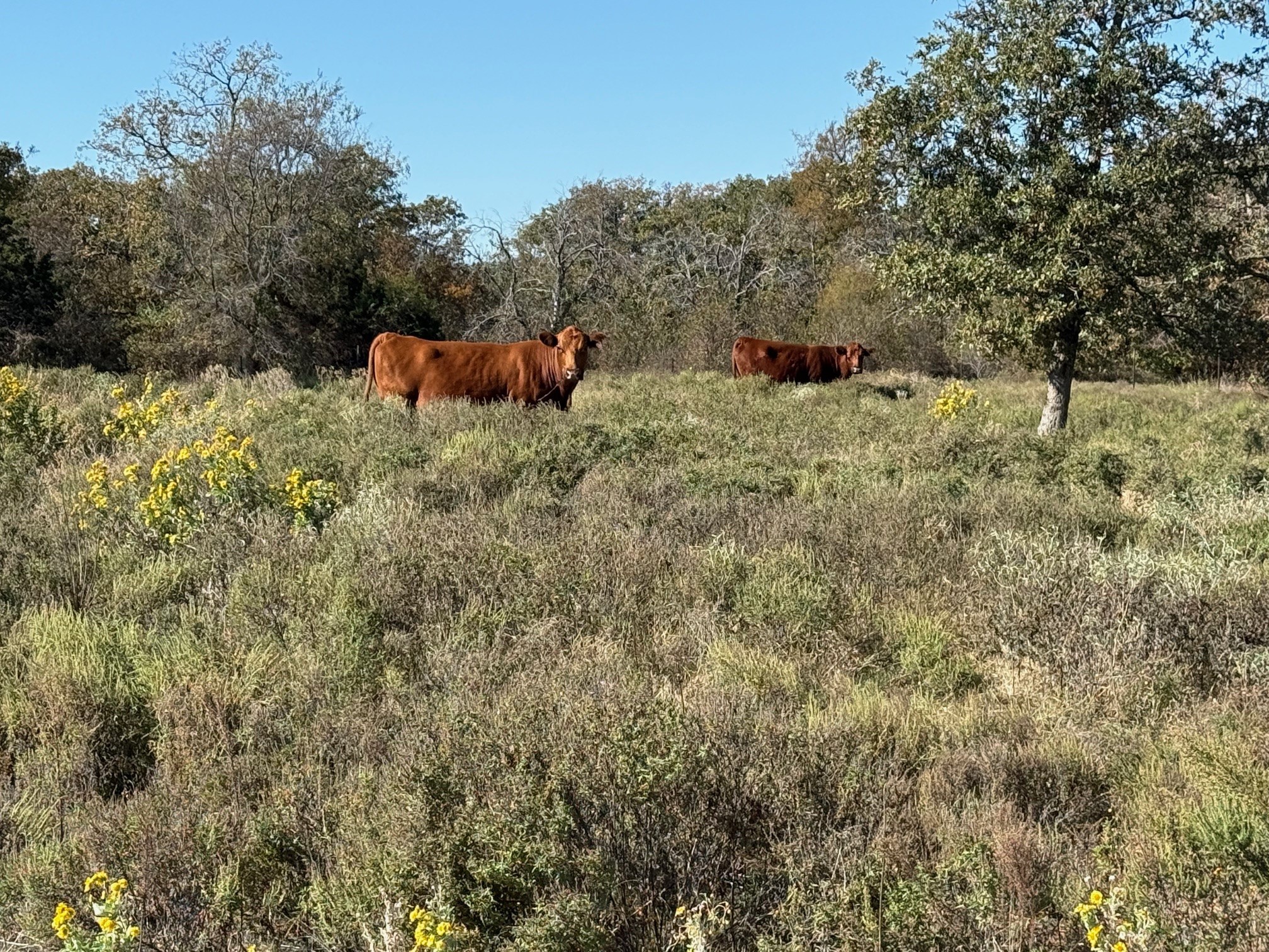 Tbd - Lot 88 Blissful Court Graford TX 76449