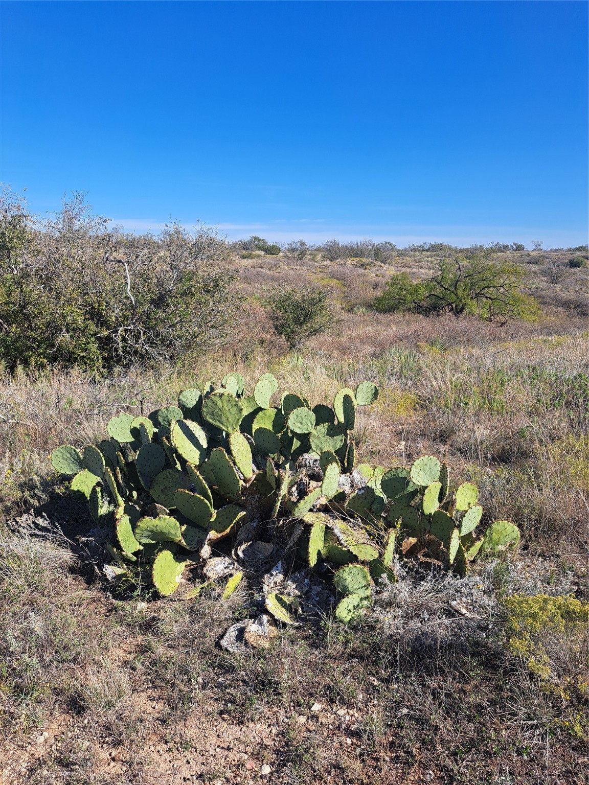 Tbd 140.60 Acres Merkel TX 79536