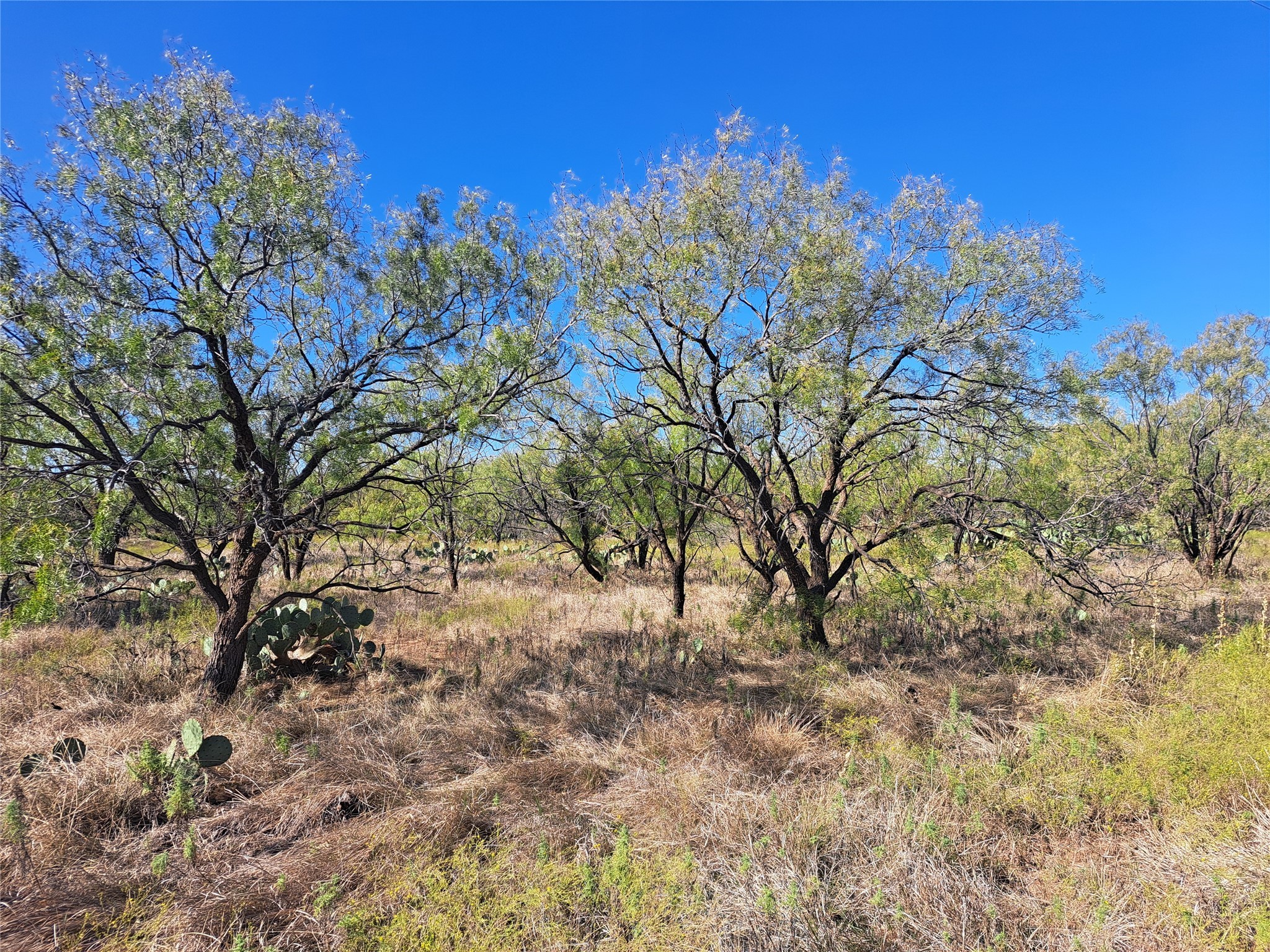 Tbd 140.60 Acres Merkel TX 79536