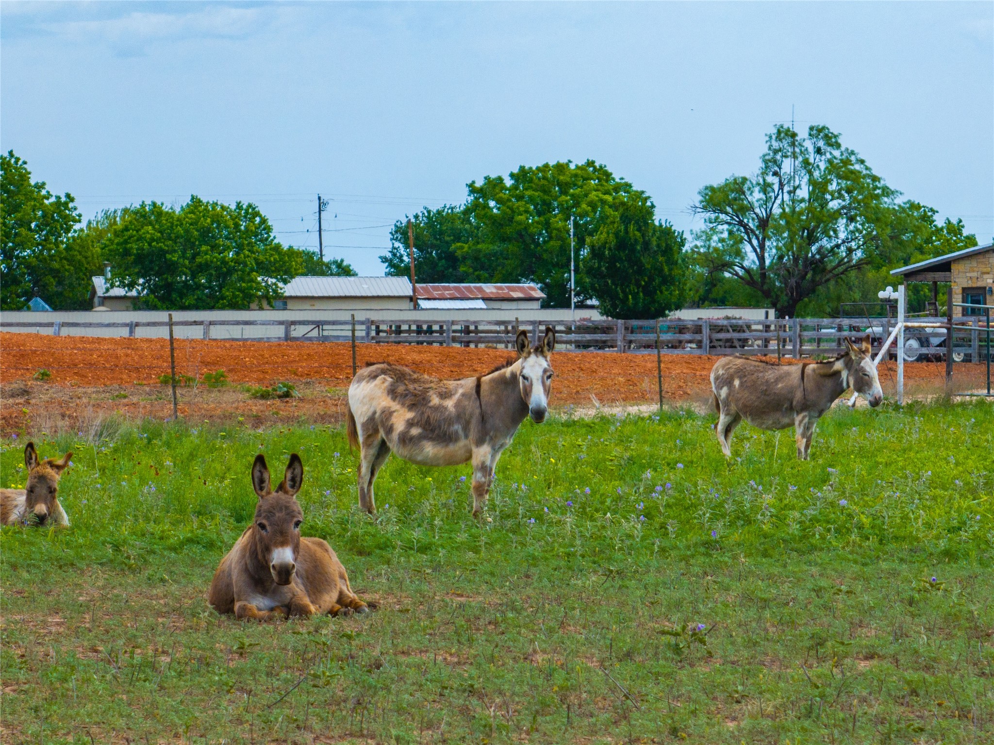 Lot 1 Fm 2404 Hawley TX 79525