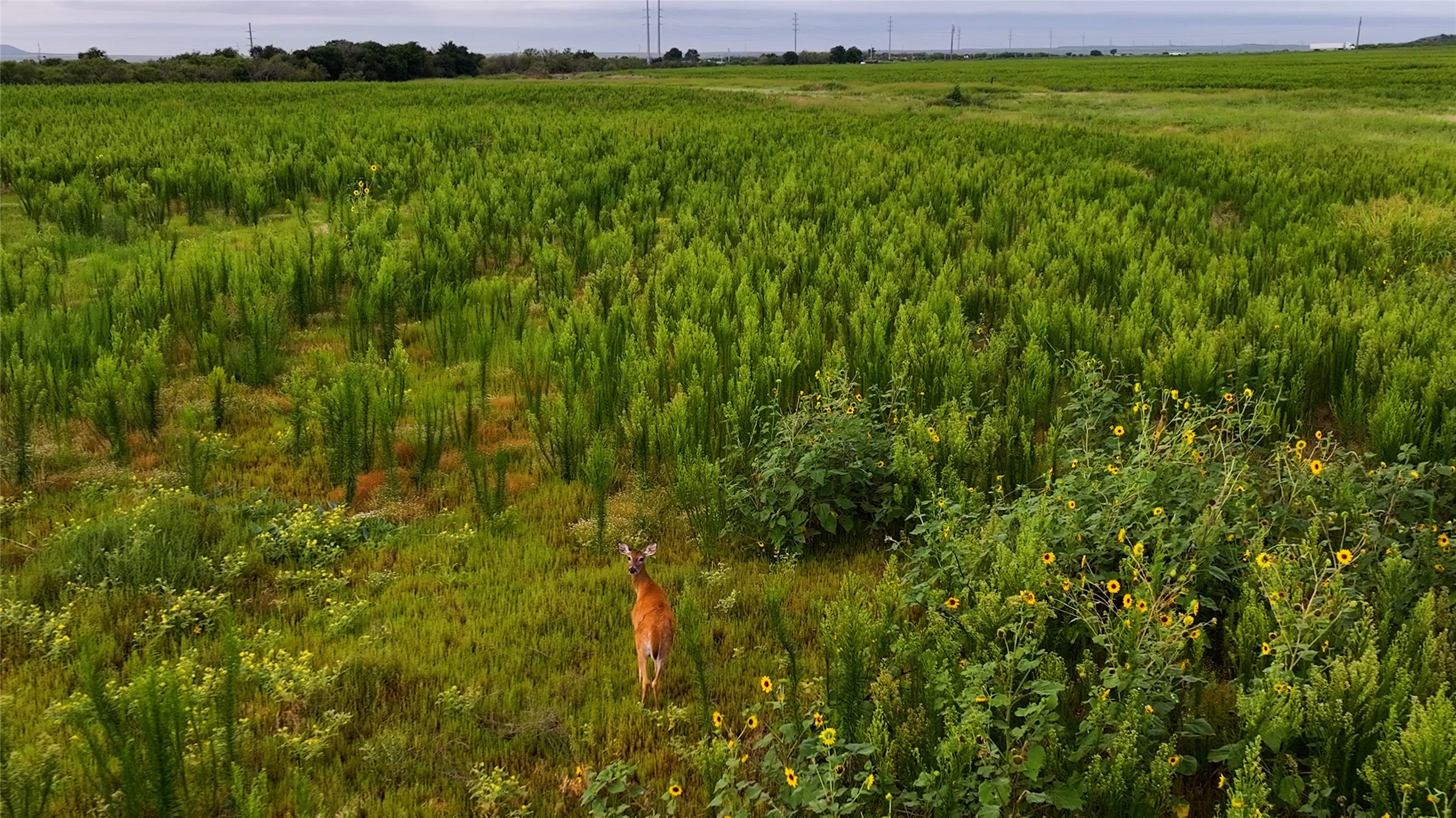 Tbd Highway 287 Quanah TX 79252