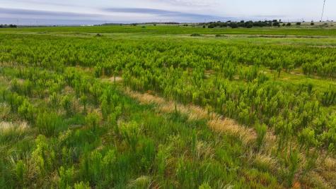 Tbd Highway 287 Quanah TX 79252