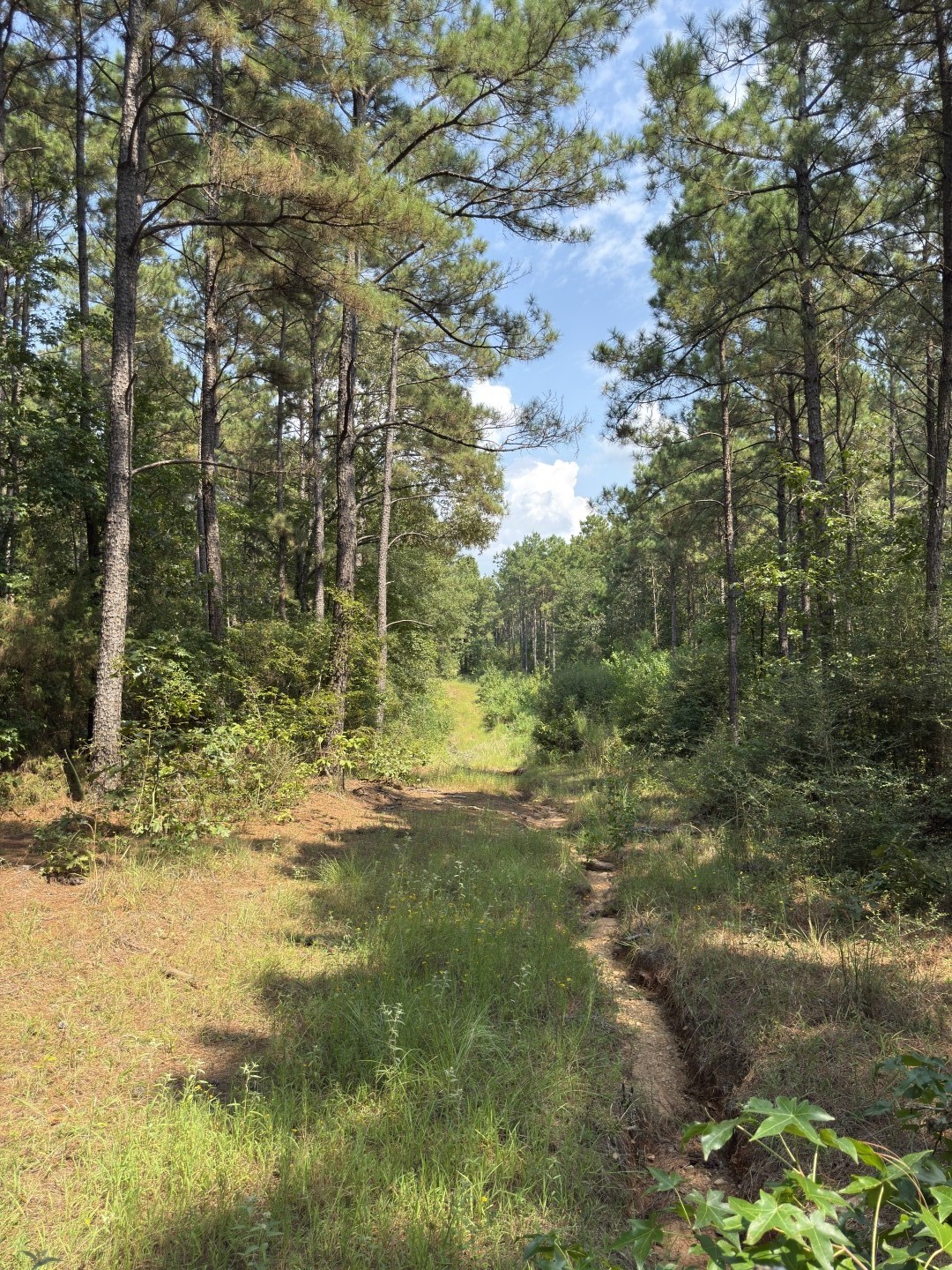 Tbd County Road 283 Garrison TX 75946