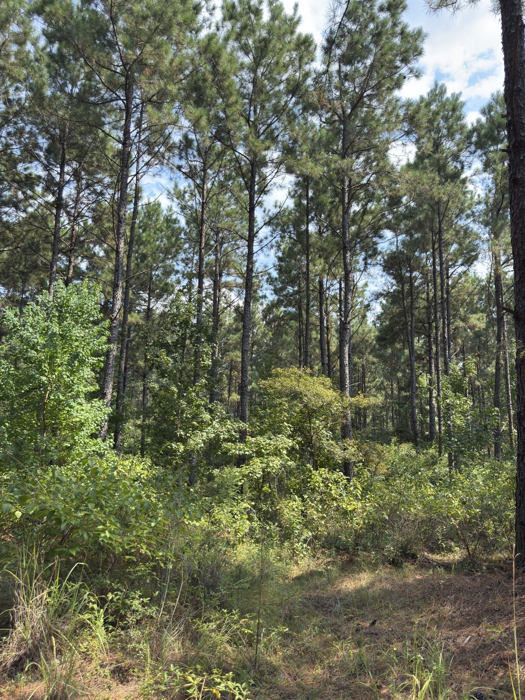 Tbd County Road 283 Garrison TX 75946