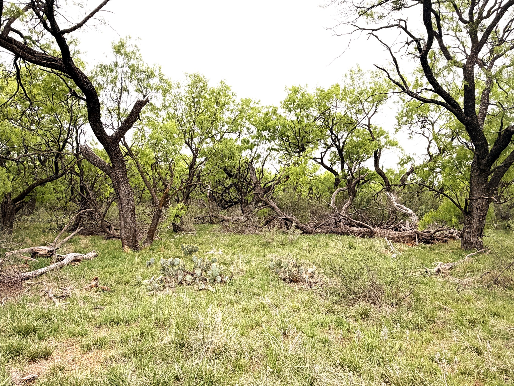 Tbd Cr 156 Breckenridge TX 76424