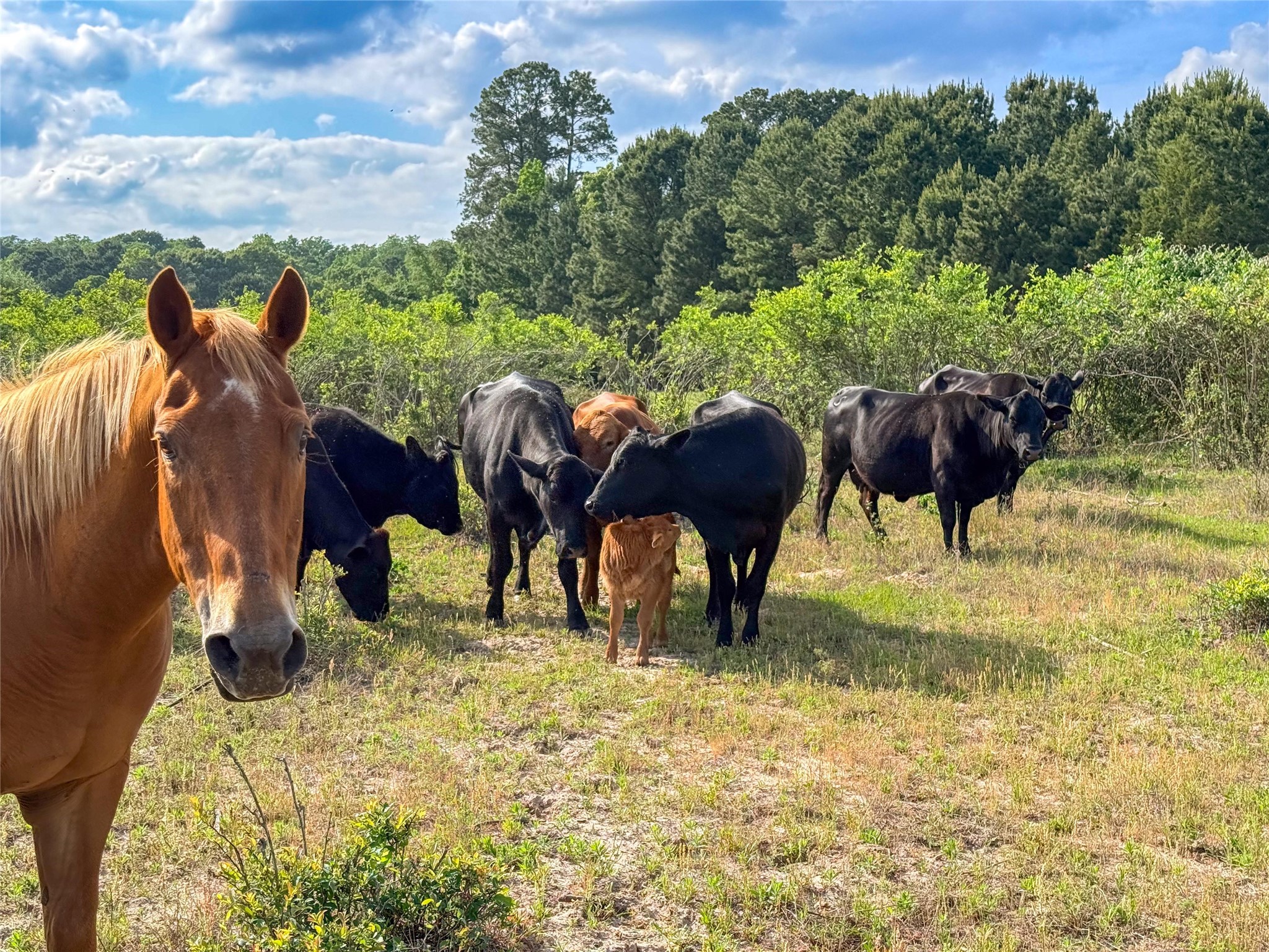 000 County Road 4520 Larue TX 75770