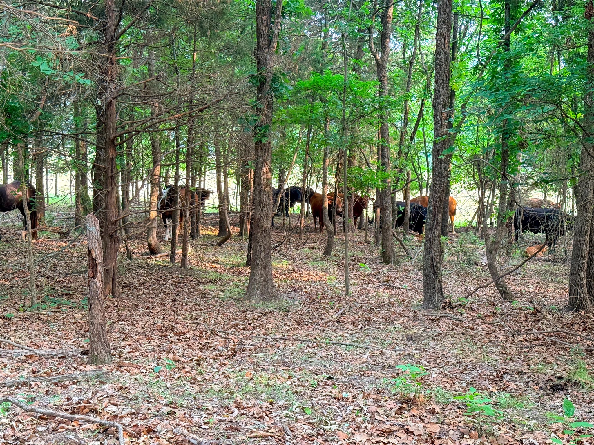 000 County Road 4520 Larue TX 75770