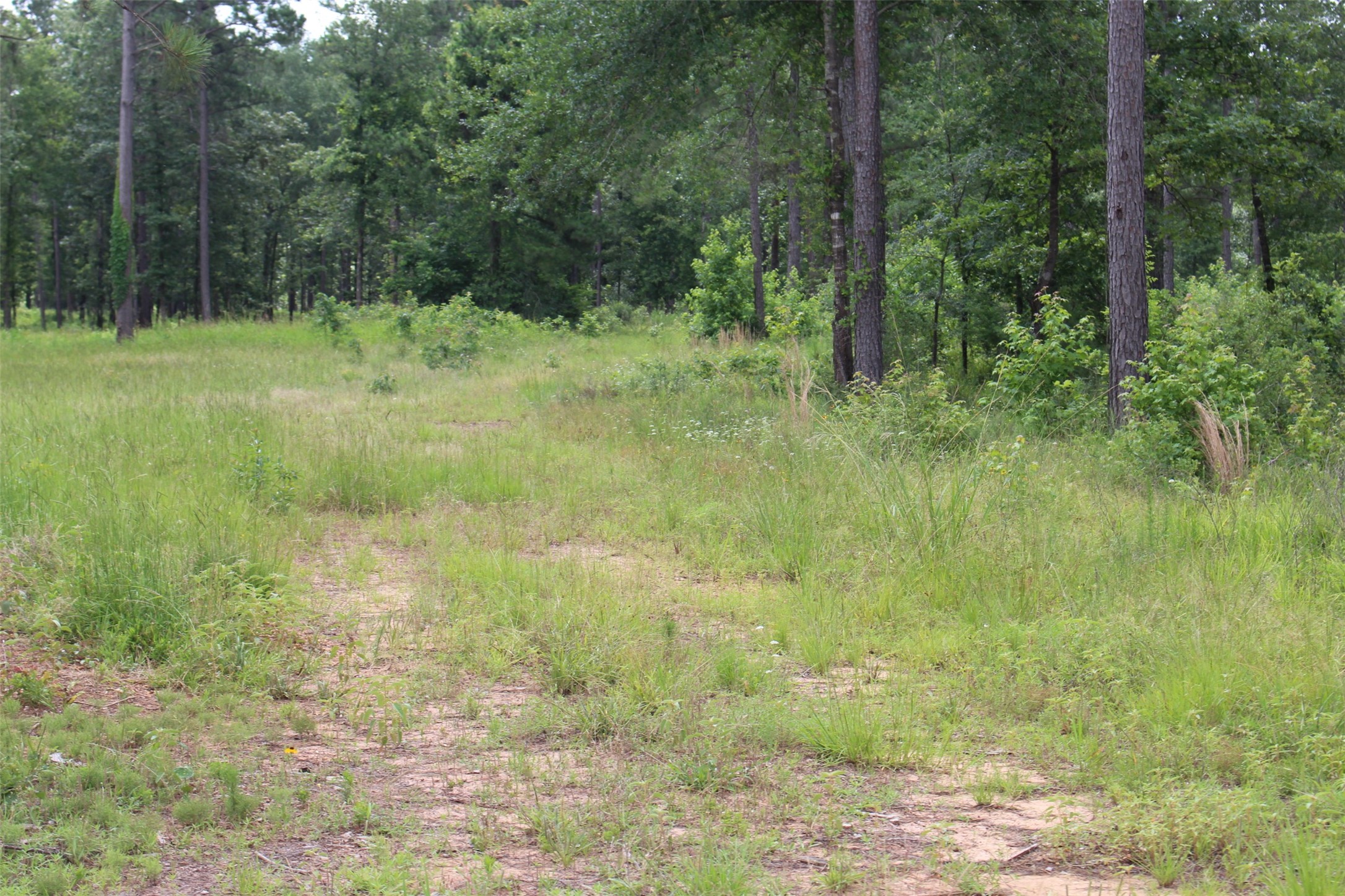 Tract 8 Oak Hill Trail Kennard TX 75847