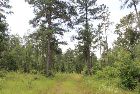 Tract 8 Oak Hill Trail Kennard TX 75847