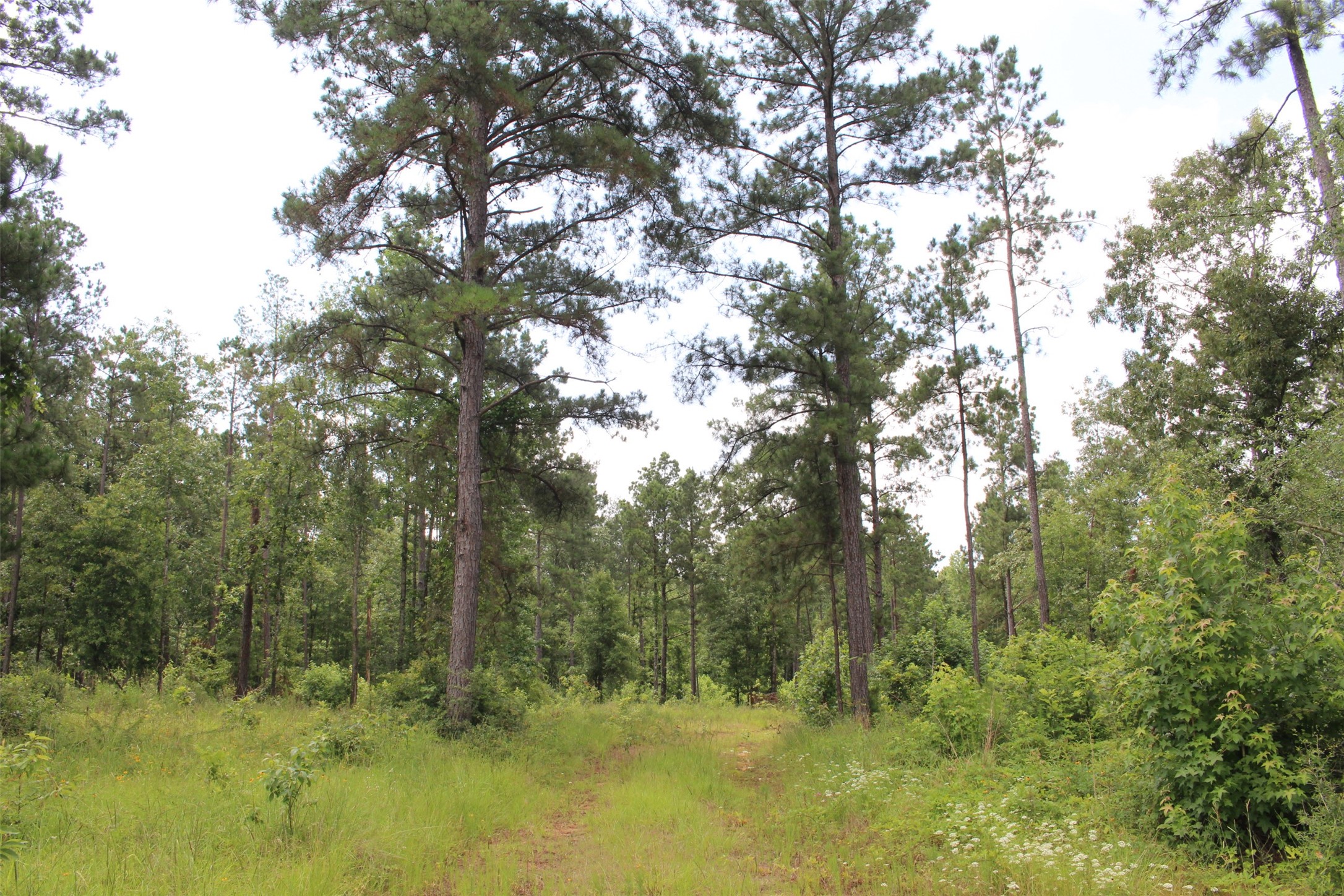 Tract 8 Oak Hill Trail Kennard TX 75847