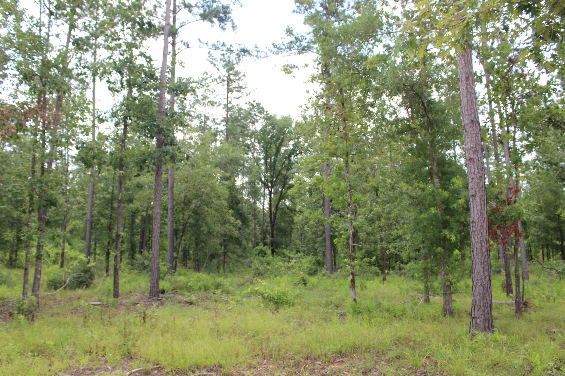 Tract 8 Oak Hill Trail Kennard TX 75847