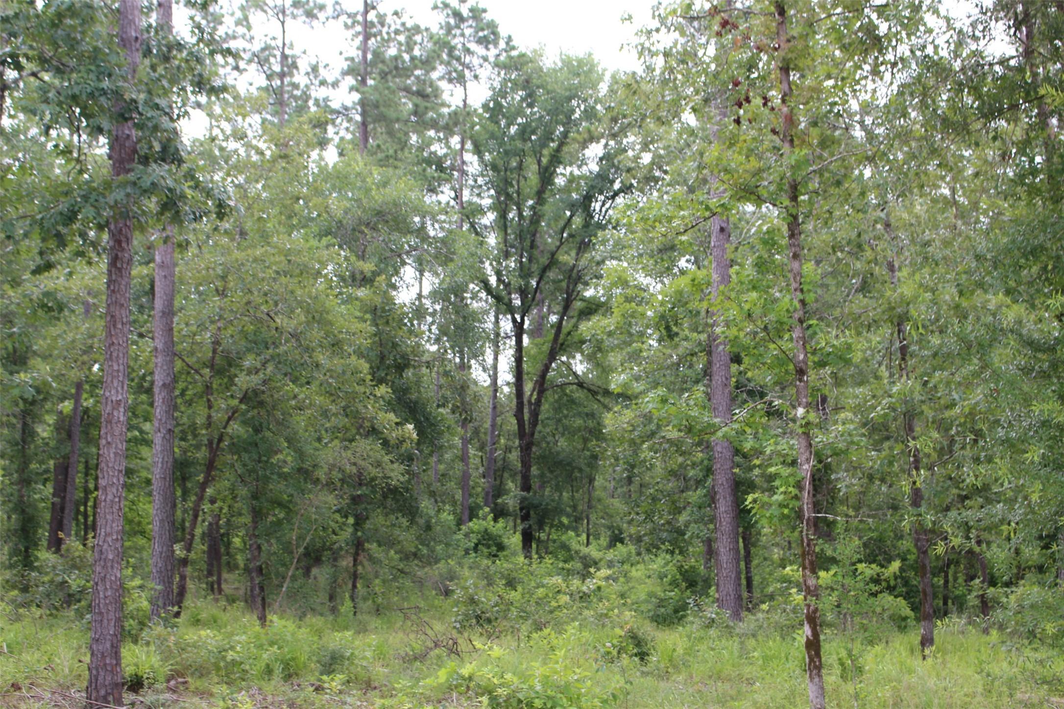 Tract 8 Oak Hill Trail Kennard TX 75847
