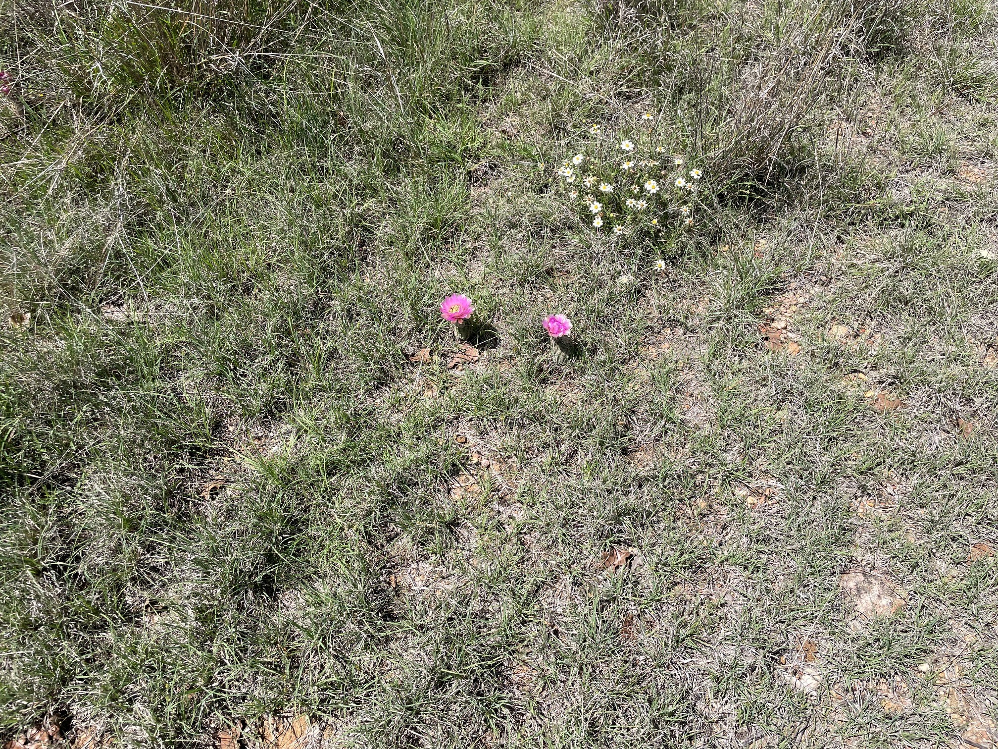 Tbd County Road Eastland TX 76448