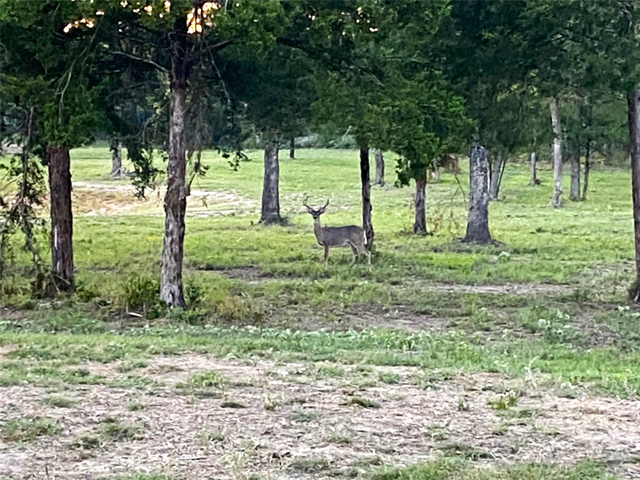 Lot 40 Pr 4174 Marquez TX 77865