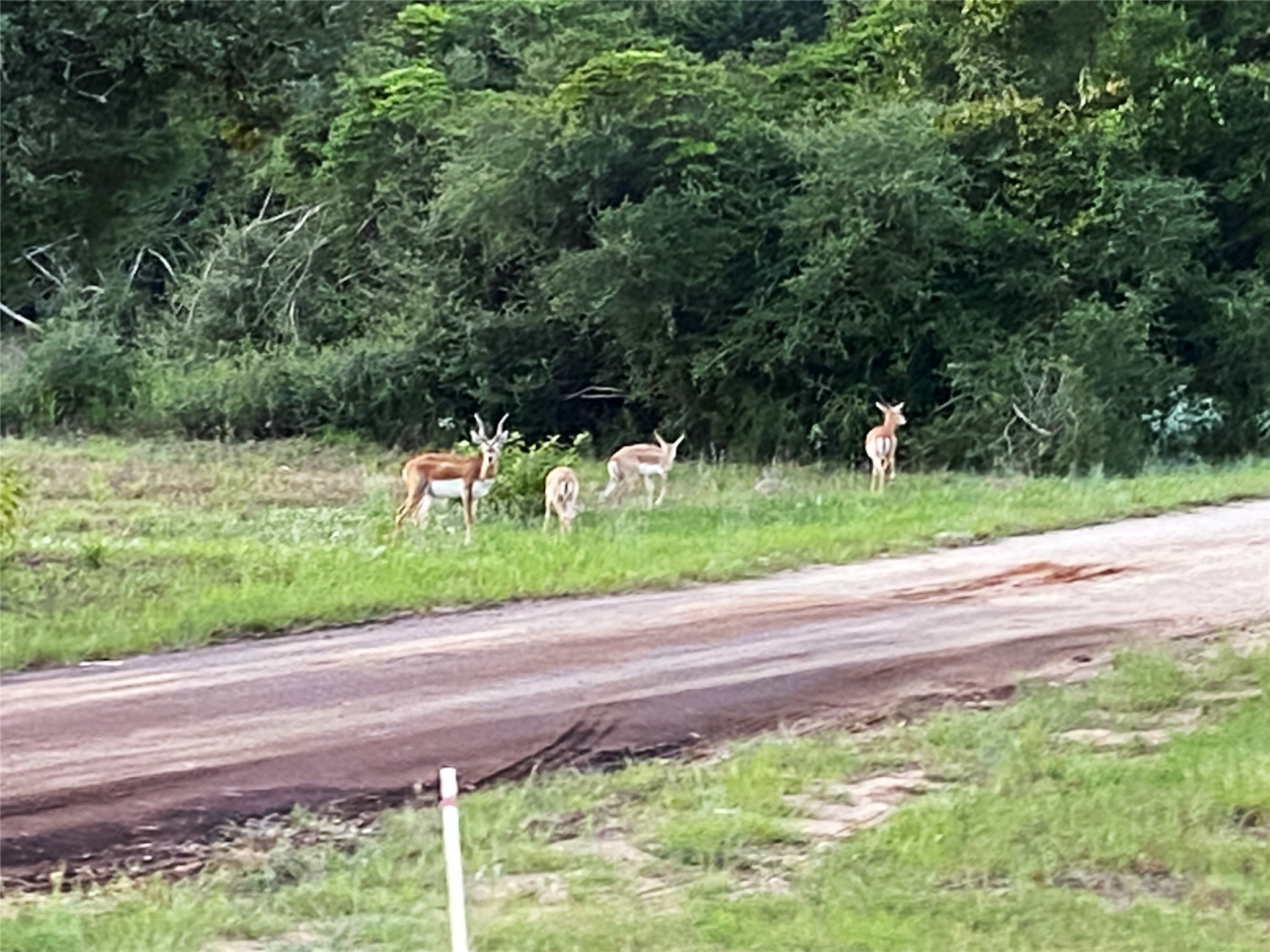 Lot 40 Pr 4174 Marquez TX 77865