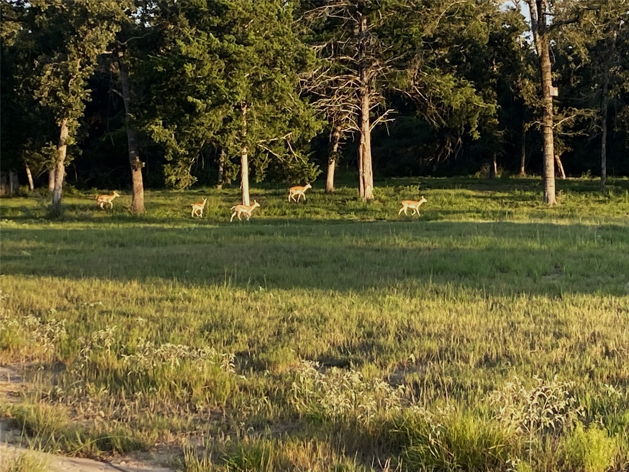 Lot 40 Pr 4174 Marquez TX 77865