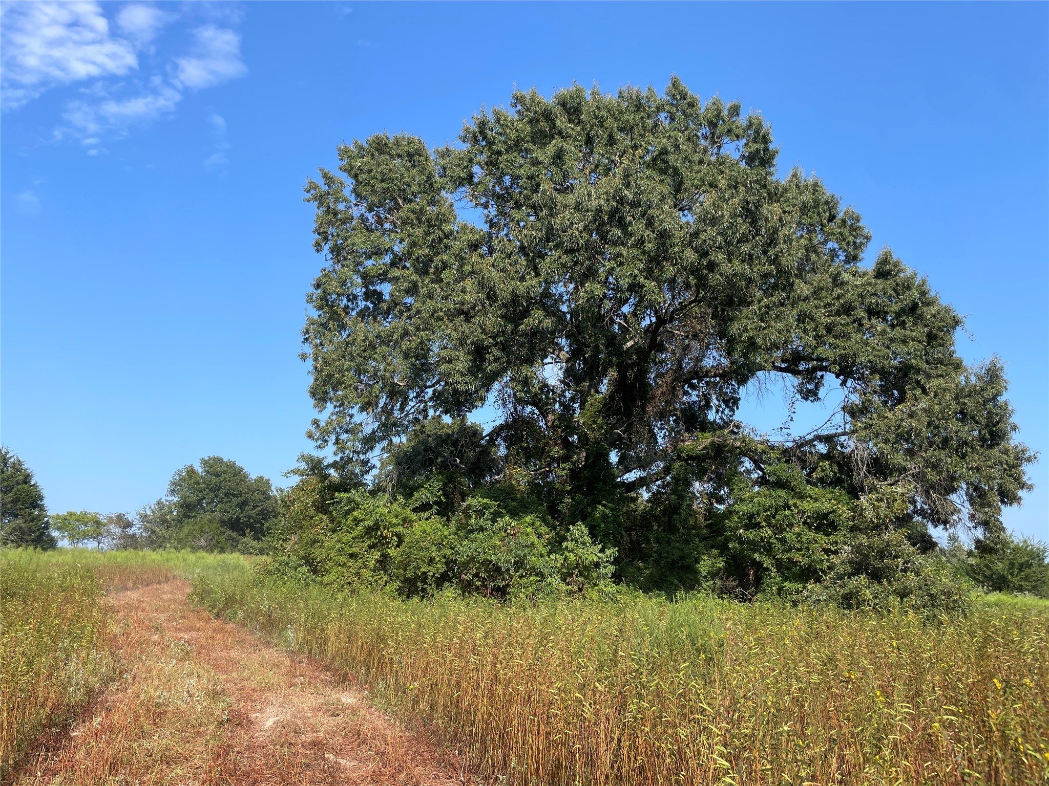 0 County Road 305 Frankston TX 75763