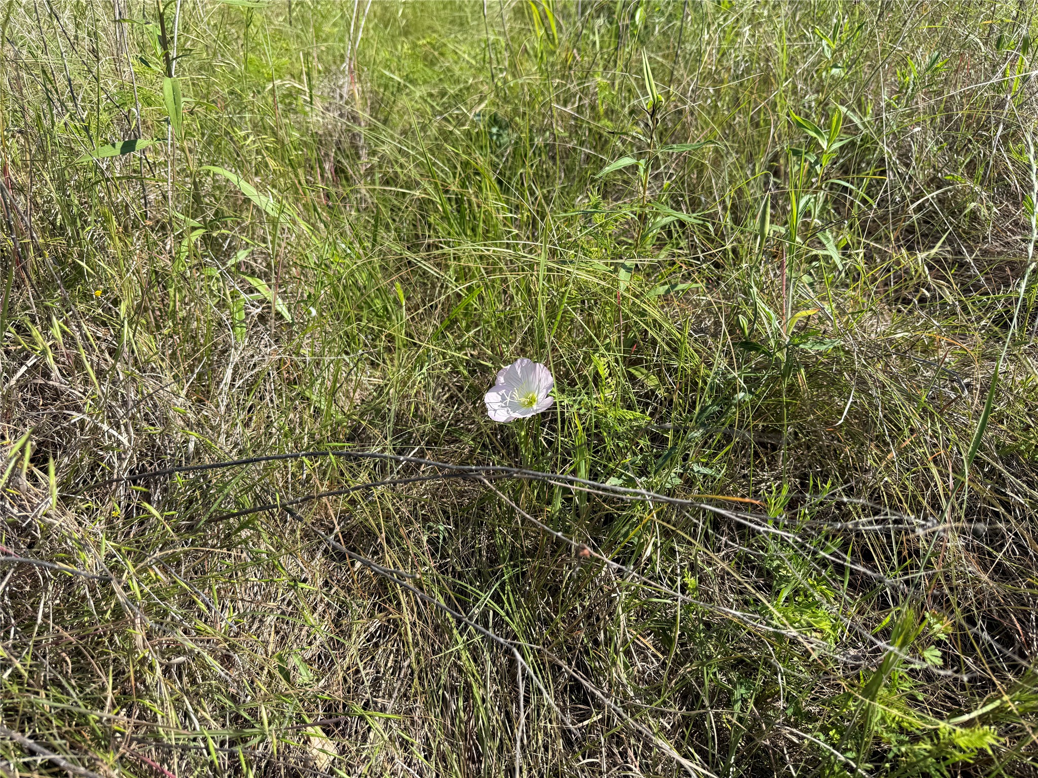 0000 Cr 3107 Bonham TX 75418