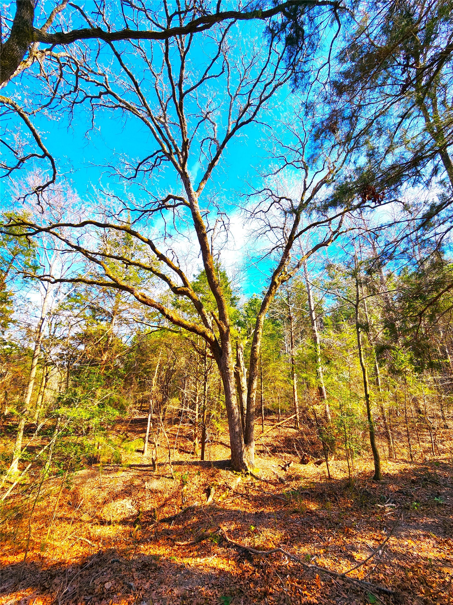 Lot 463 Us-175 Larue TX 75770