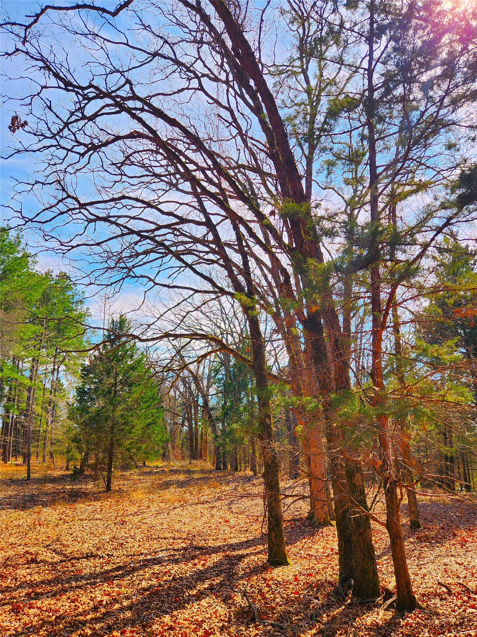 Lot 463 Us-175 Larue TX 75770
