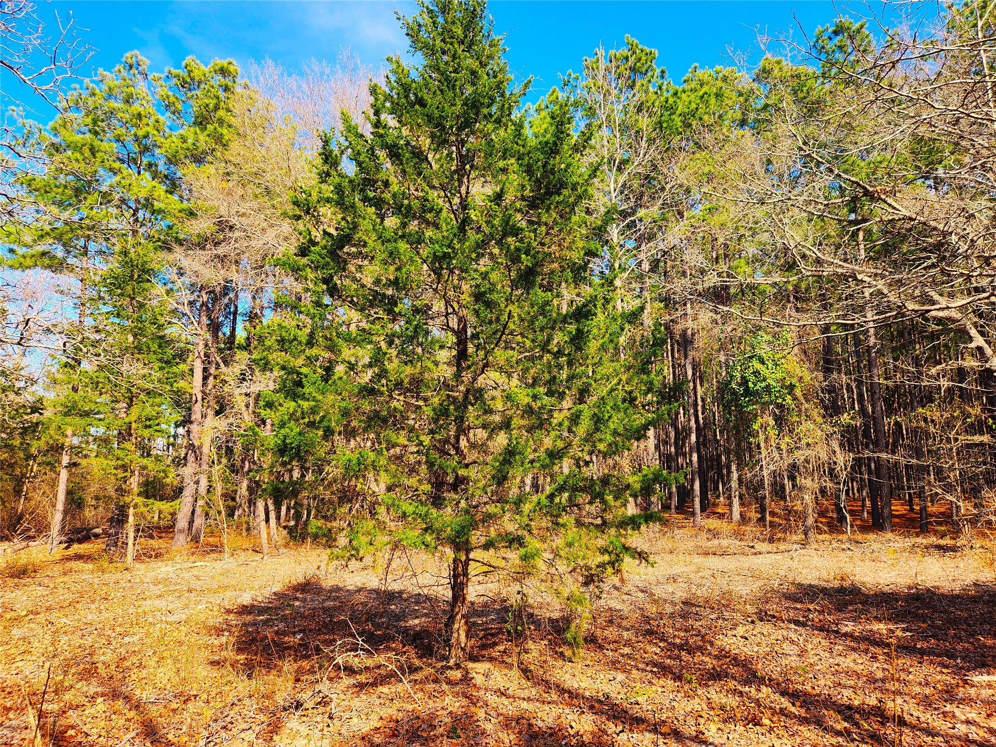 Lot 463 Us-175 Larue TX 75770