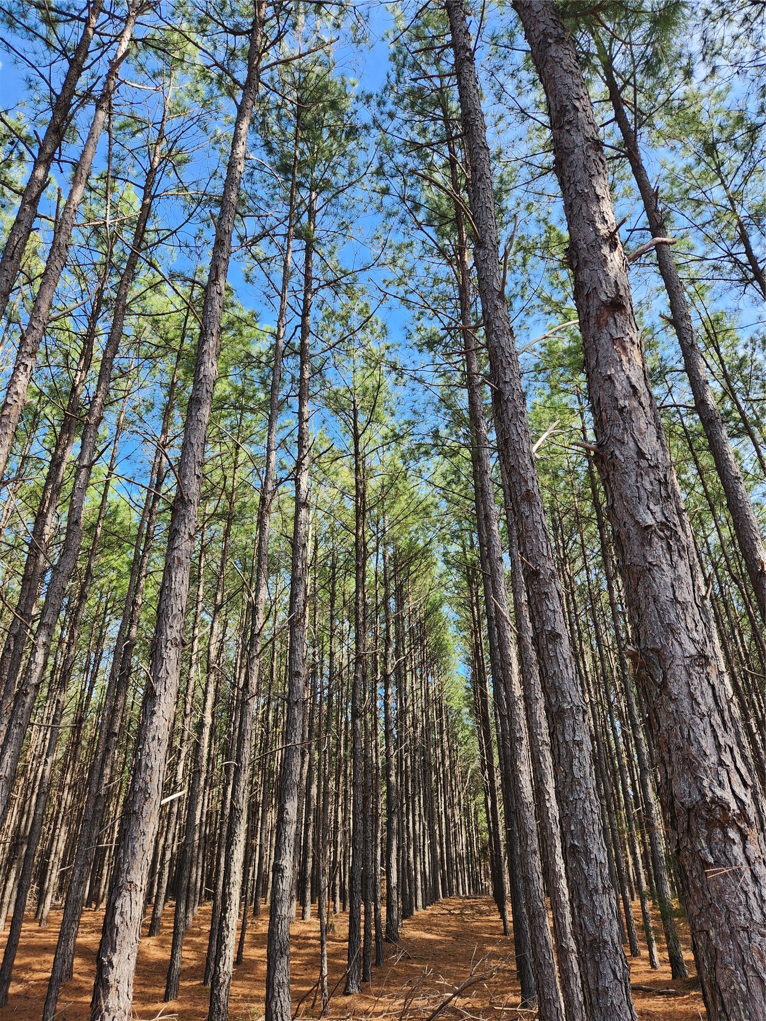 Lot 463 Us-175 Larue TX 75770