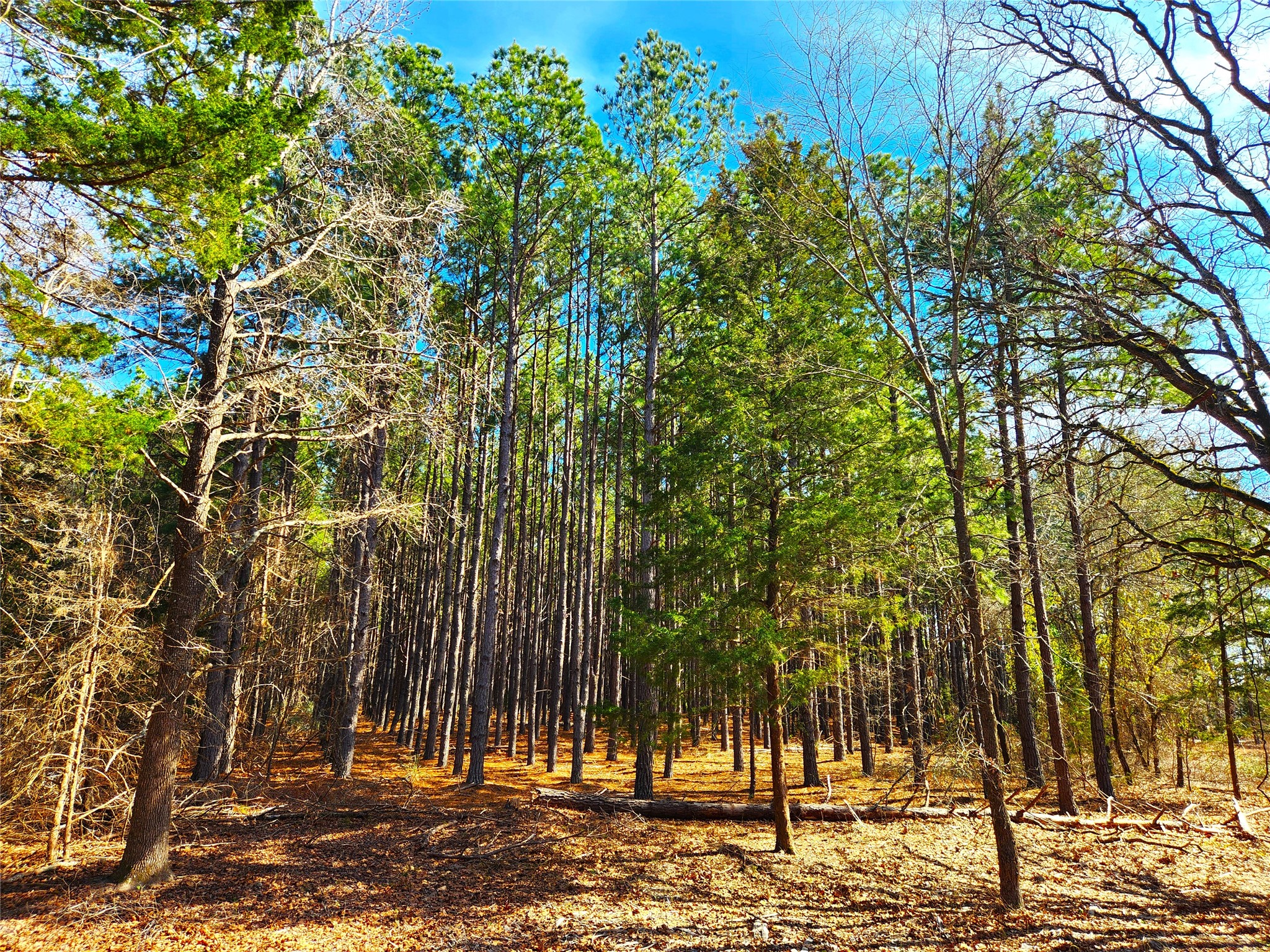Lot 463 Us-175 Larue TX 75770