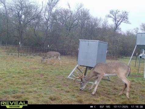 Tbd 213.5 Acs Fcr 984 Mexia TX 76667