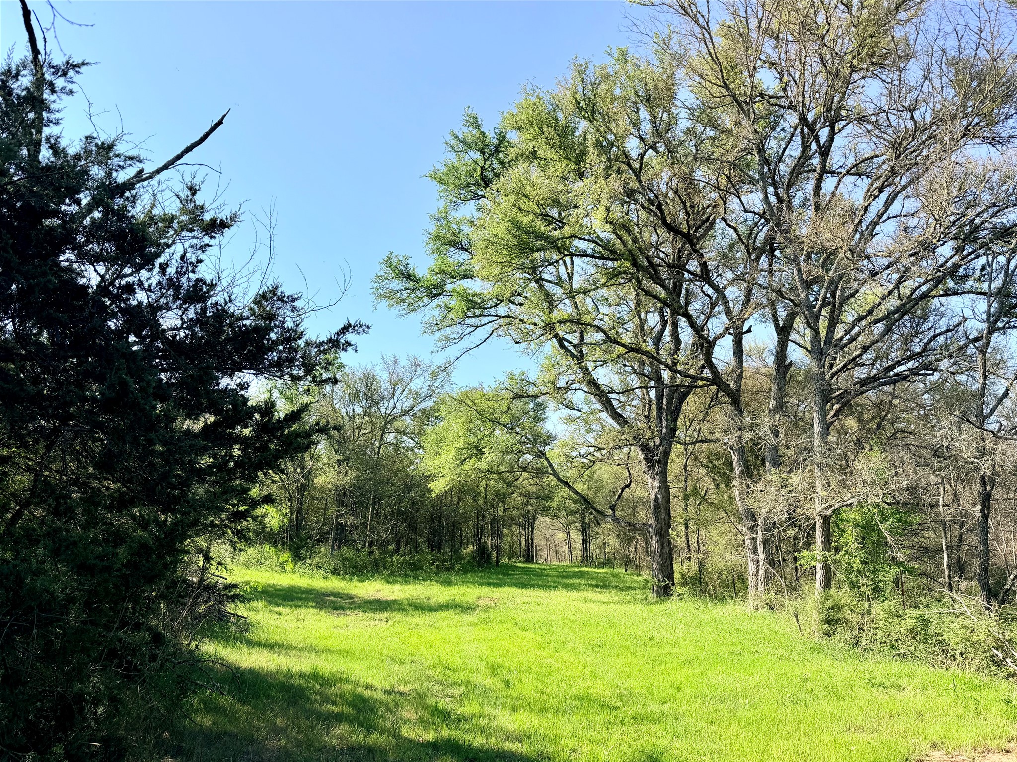 Tbd 213.5 Acs Fcr 984 Mexia TX 76667