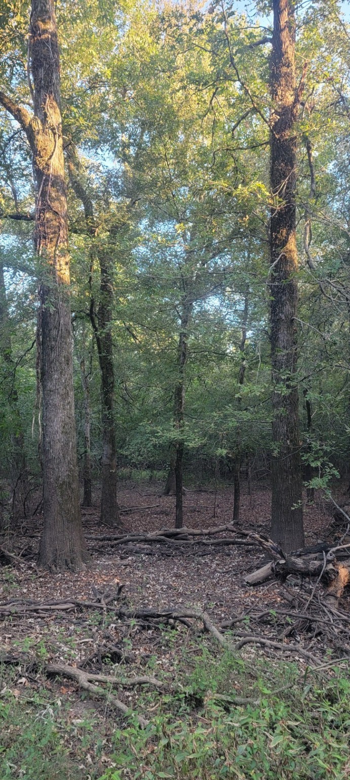 TBD-1 Fm 2517 Carthage TX 75633
