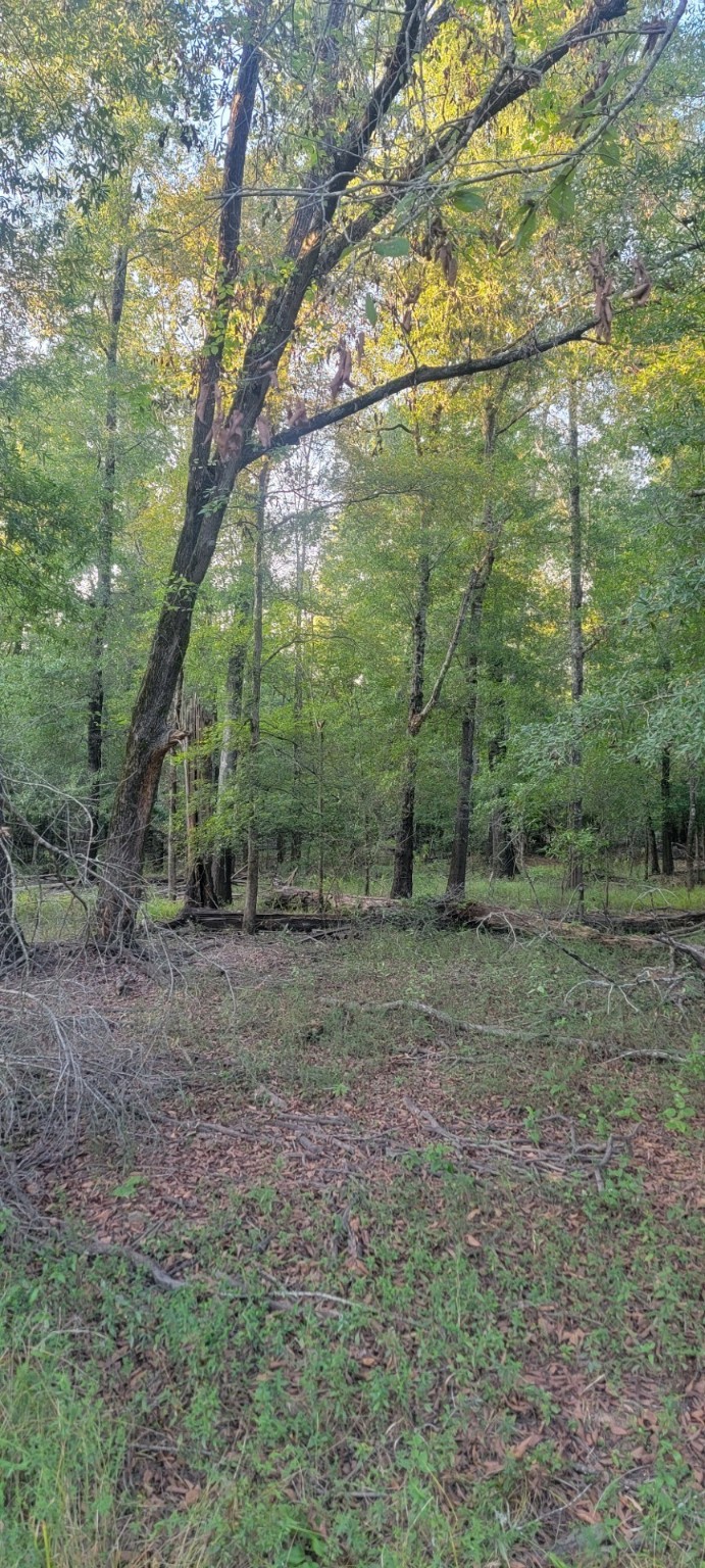 TBD-1 Fm 2517 Carthage TX 75633