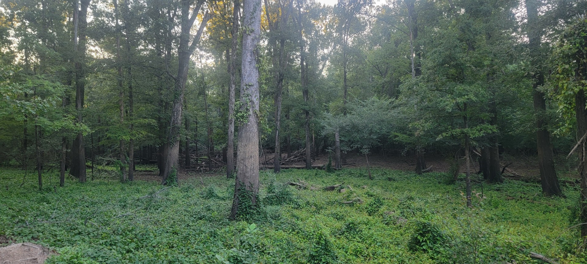 TBD-1 Fm 2517 Carthage TX 75633