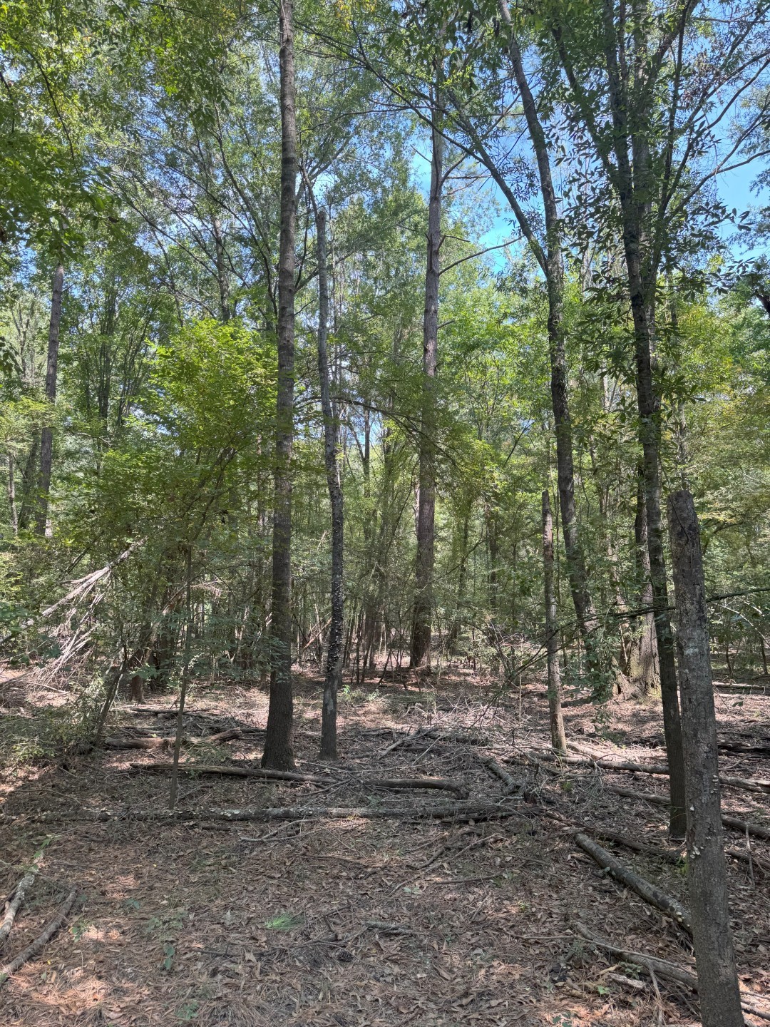 TBD-1 Fm 2517 Carthage TX 75633