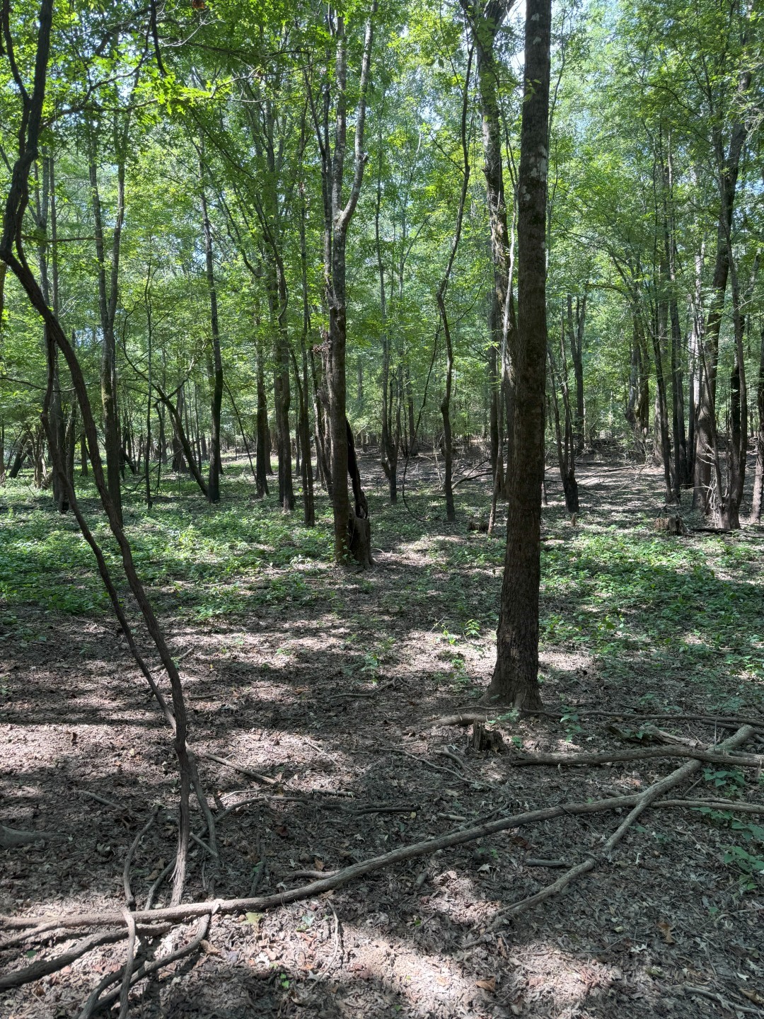 TBD-1 Fm 2517 Carthage TX 75633