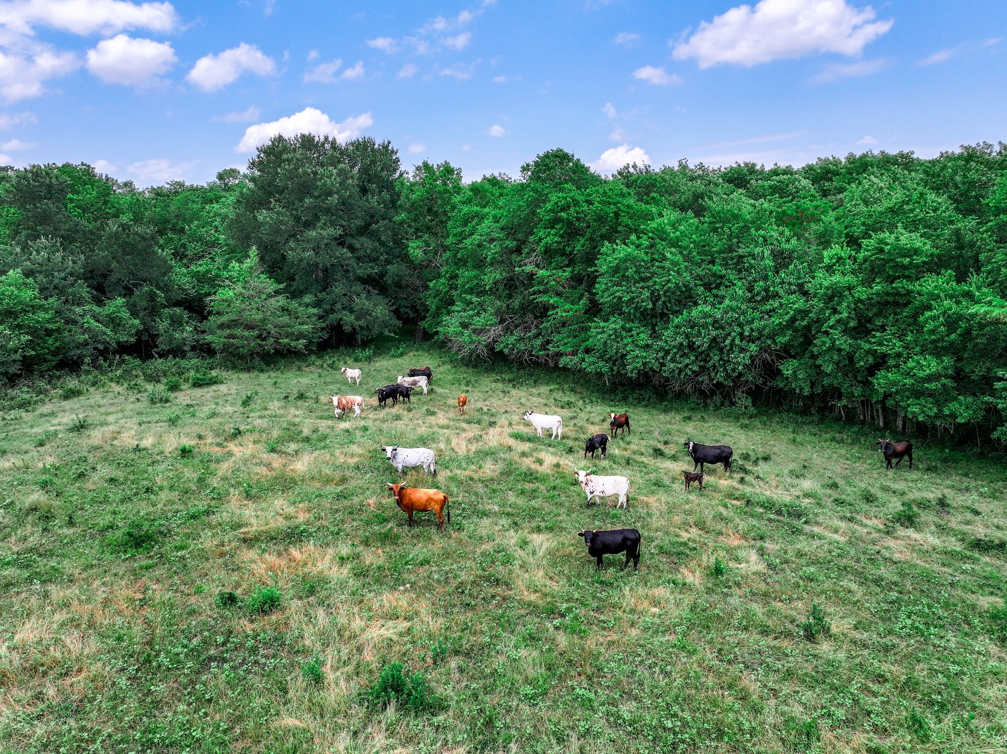 66.682 Acres County Road 2190 Commerce TX 75428