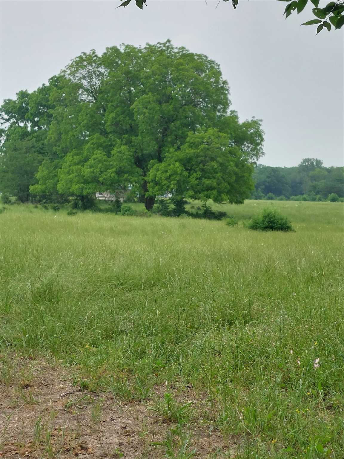 66.682 Acres County Road 2190 Commerce TX 75428