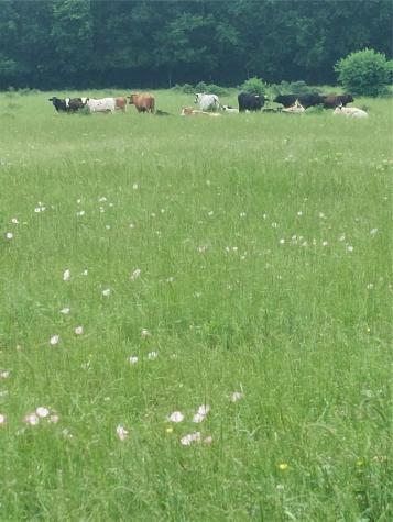 66.682 Acres County Road 2190 Commerce TX 75428