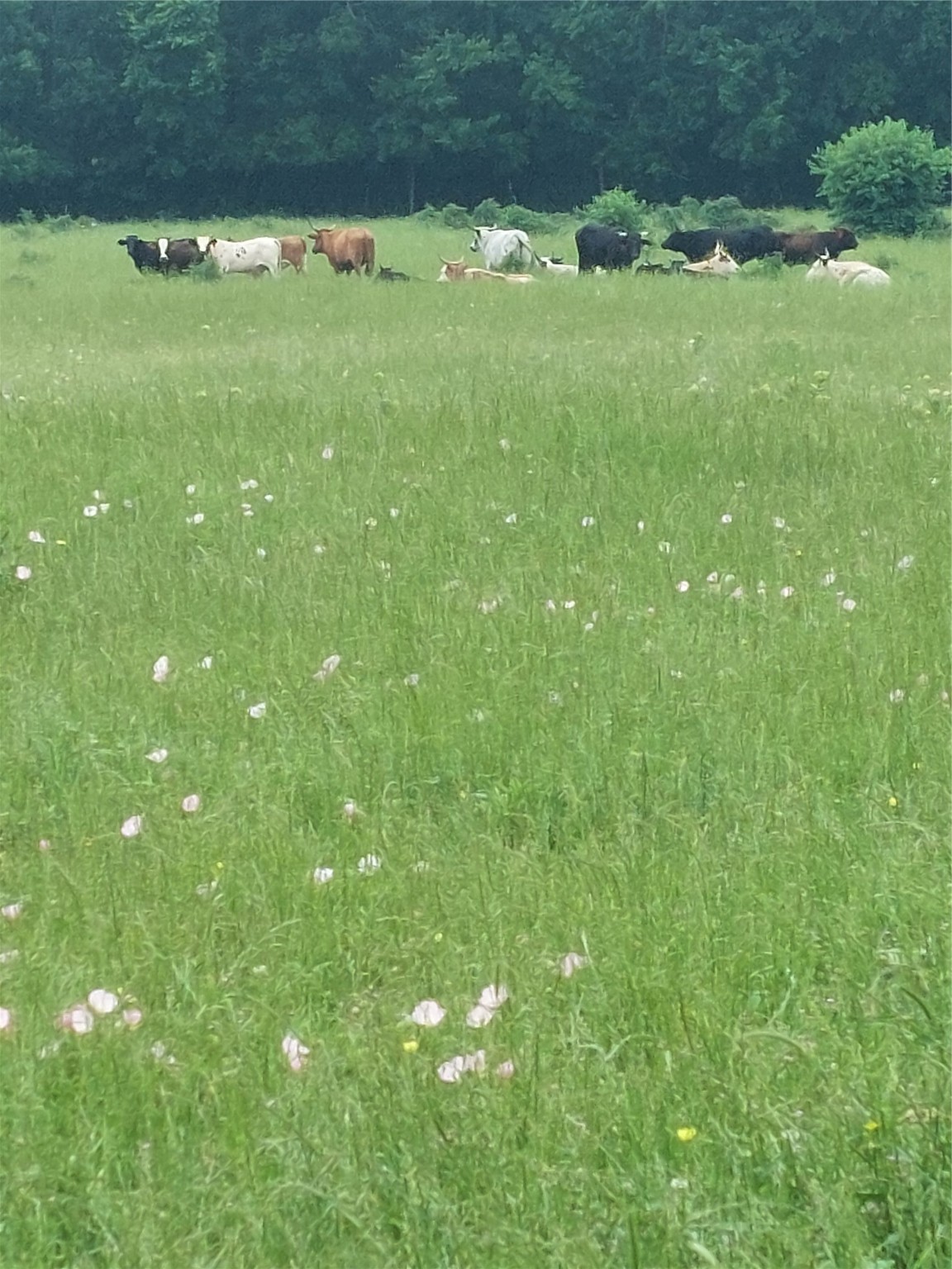 66.682 Acres County Road 2190 Commerce TX 75428