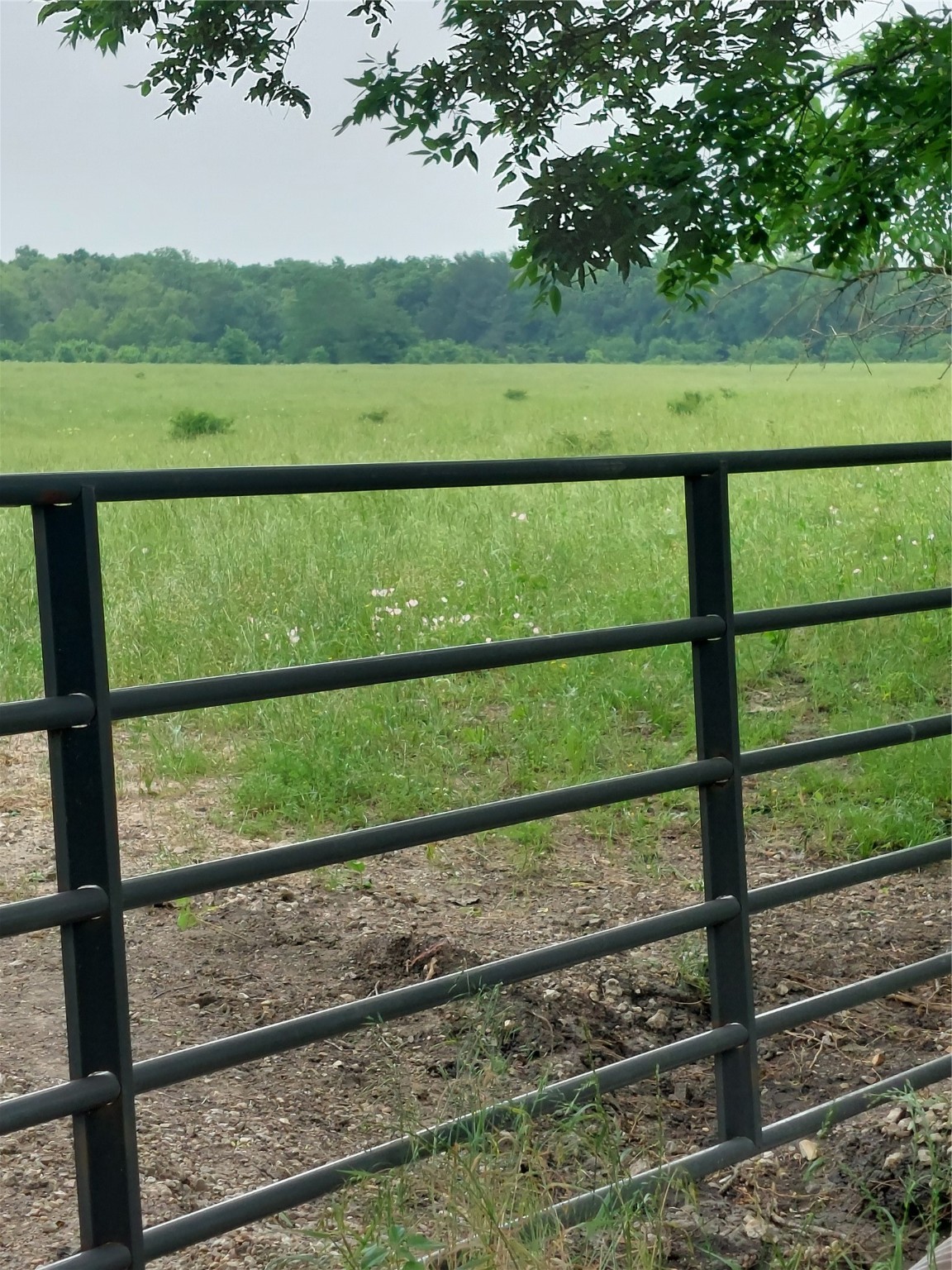 66.682 Acres County Road 2190 Commerce TX 75428