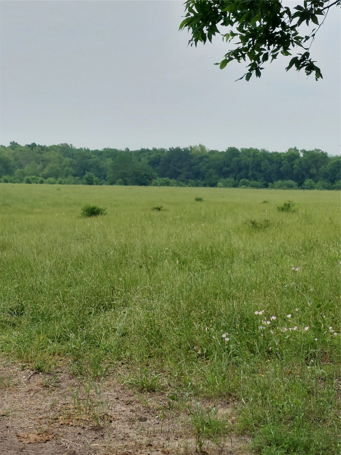 66.682 Acres County Road 2190 Commerce TX 75428