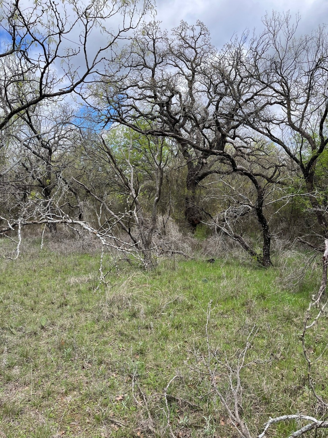 E 17 Ac Burwick Road Jacksboro TX 76458