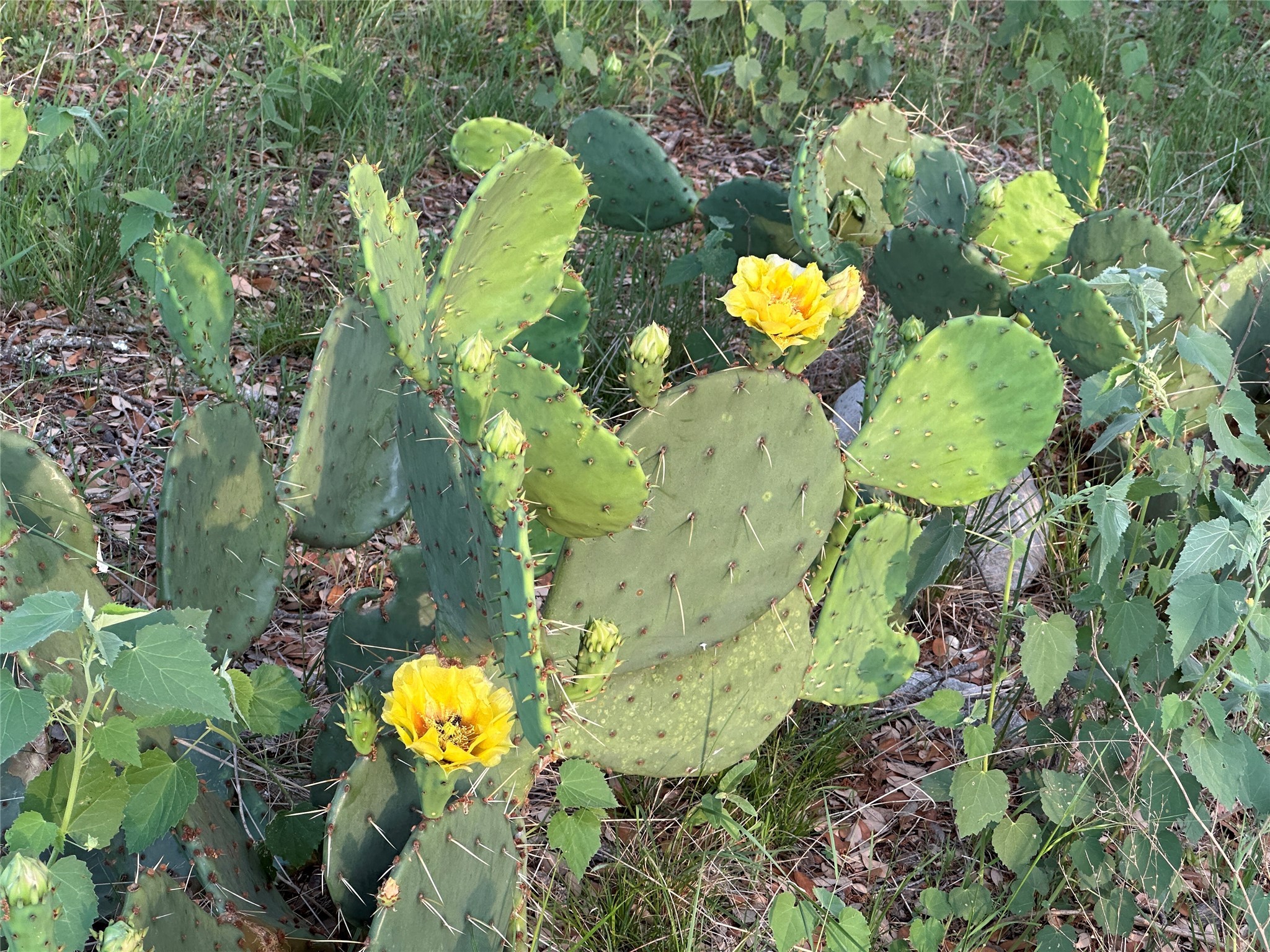 Tbd Fm 3023 S Goldthwaite TX 76844
