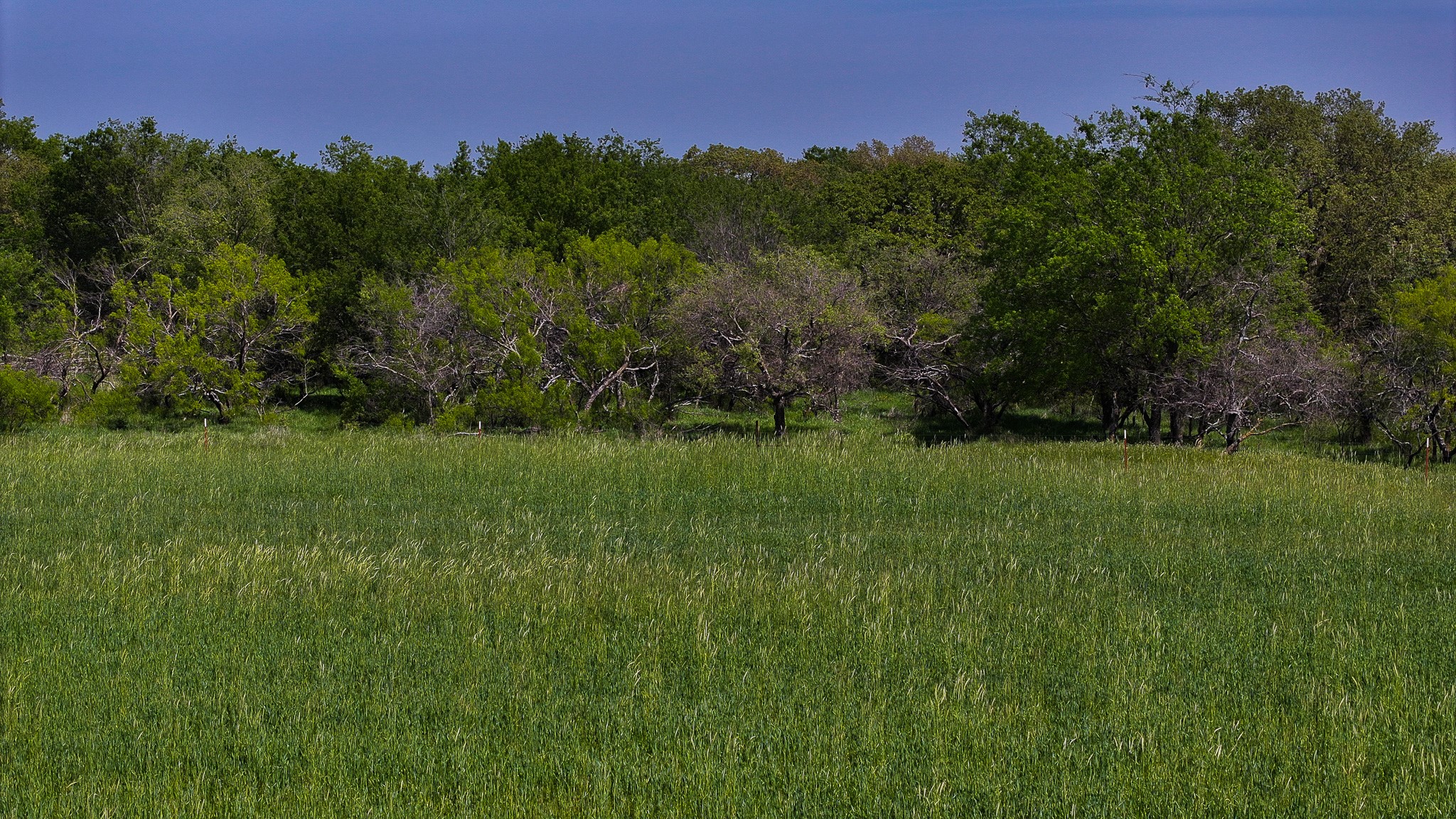 Tract 1 Rock Springs School Road Montague TX 76251