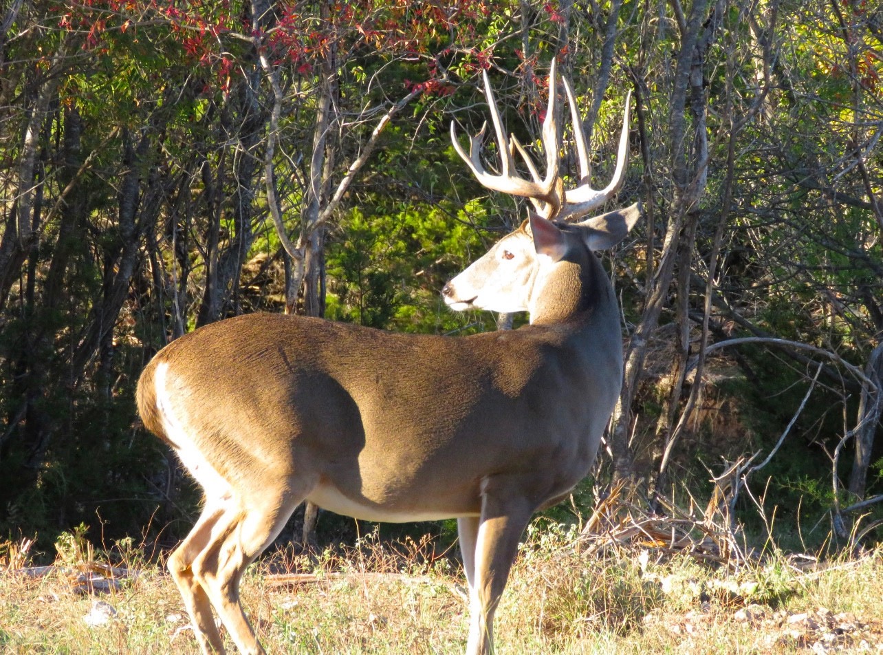 8500 County Road 121 Cross Plains TX 76801